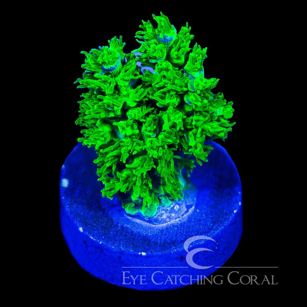 ECC The Fuzz Acropora Frag — Special Order [AC1119]