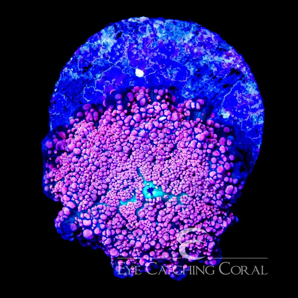 ECC Pink Interstellar Mushroom Frag — Special Order [AC1204]