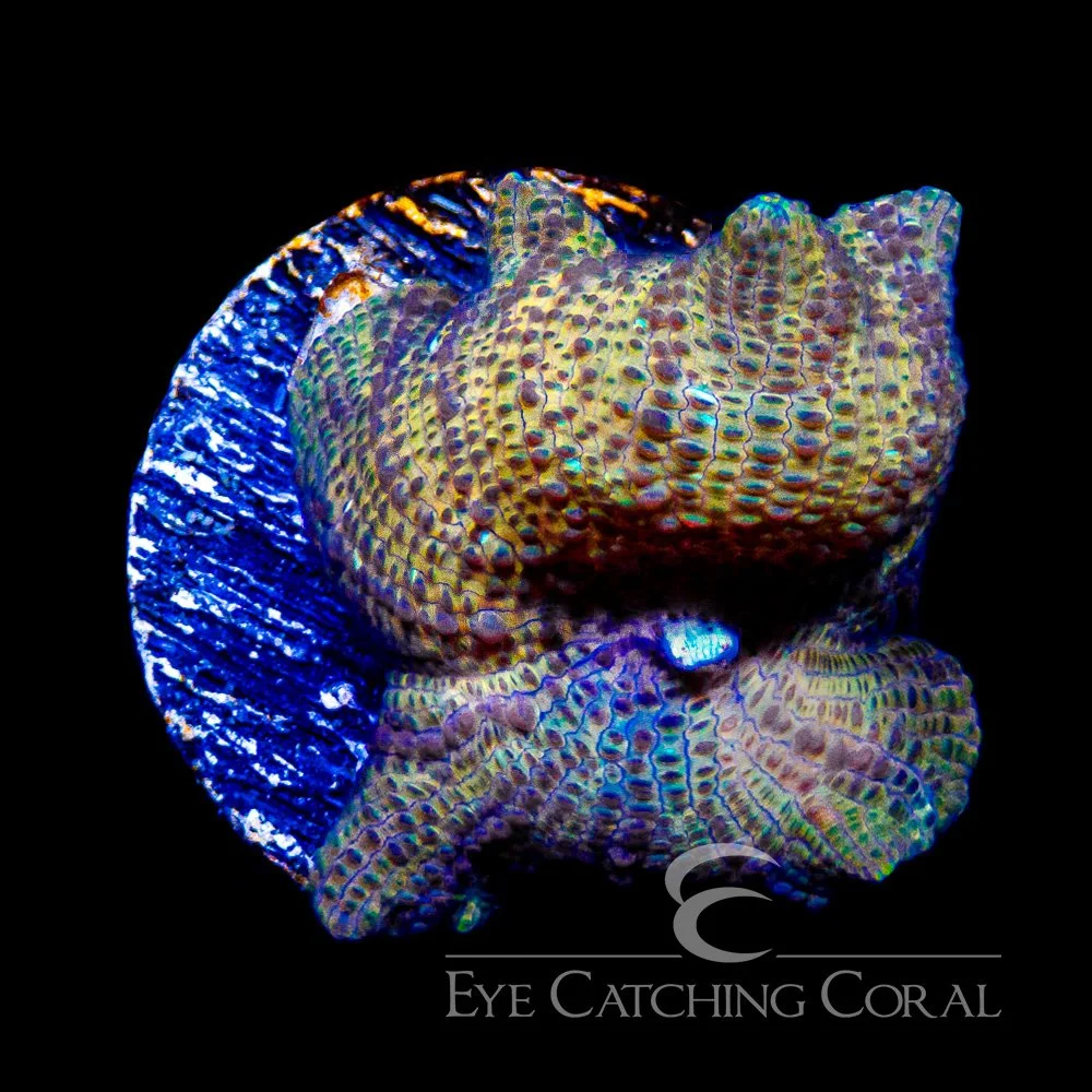 ECC Suns Zenith Disco Mushroom Frag — Special Order [AC1067]