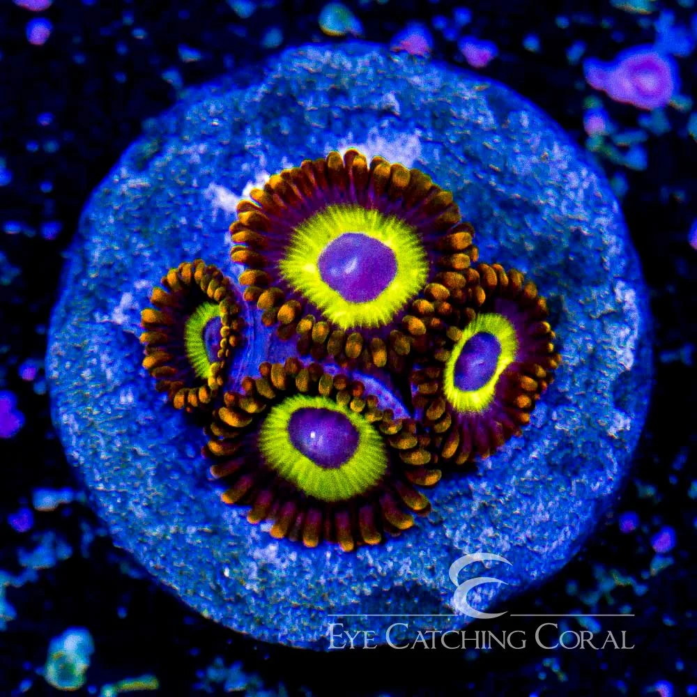 ECC Fruitloops Zoanthid Frag (4+ Polyp Average) — Special Order [AC19]