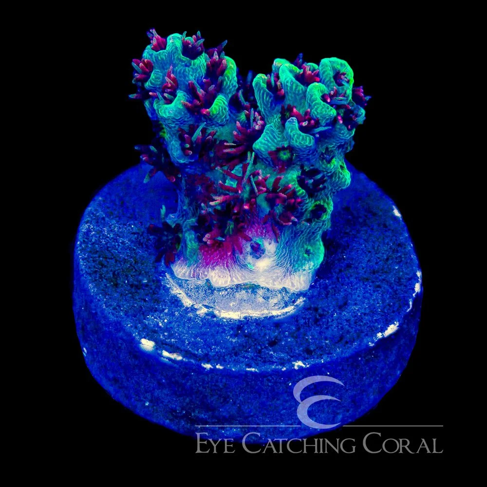 ECC Black Cherry Acropora Frag — Special Order [AC1121]