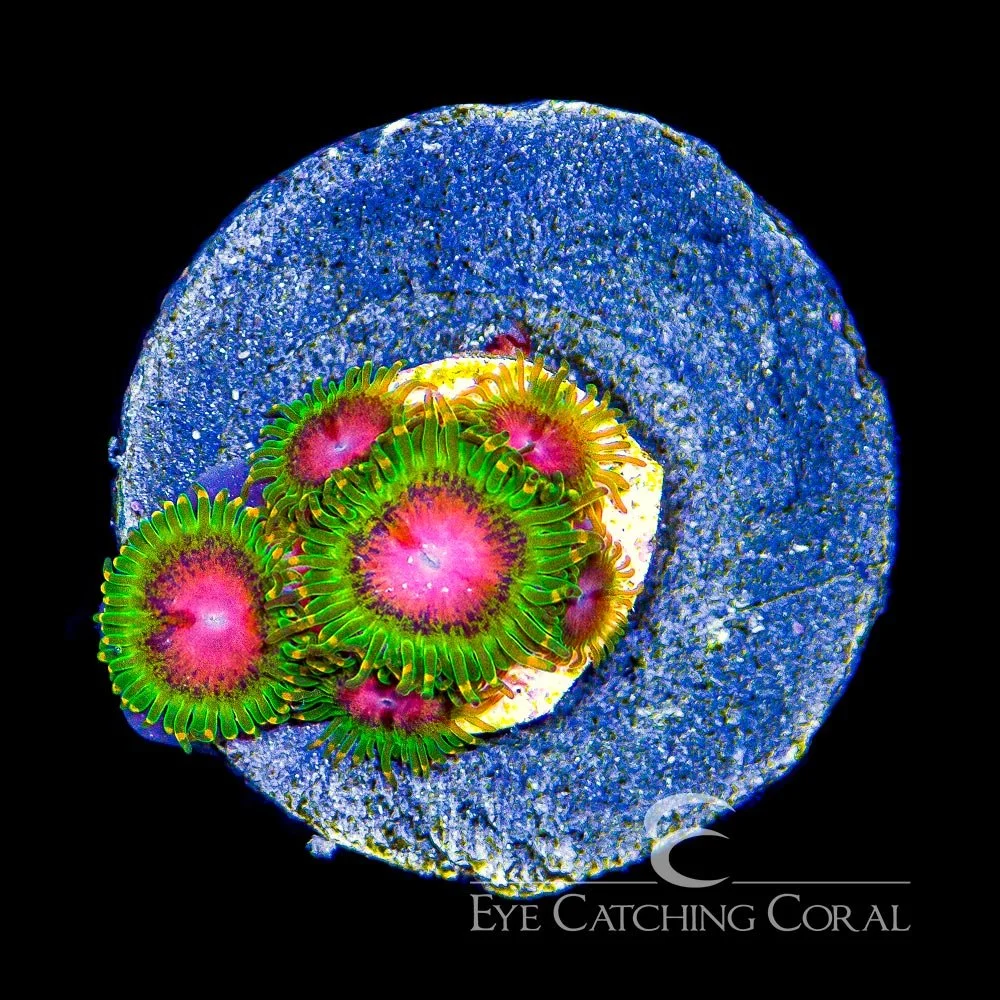 ECC Awesome Blossom Zoanthid Frag (4+ Polyp Average) — Special Order [AC1]