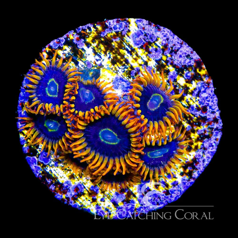 ECC Rainbow Hornet Zoanthid Frag (4+ Polyp Average) — Special Order [AC101]