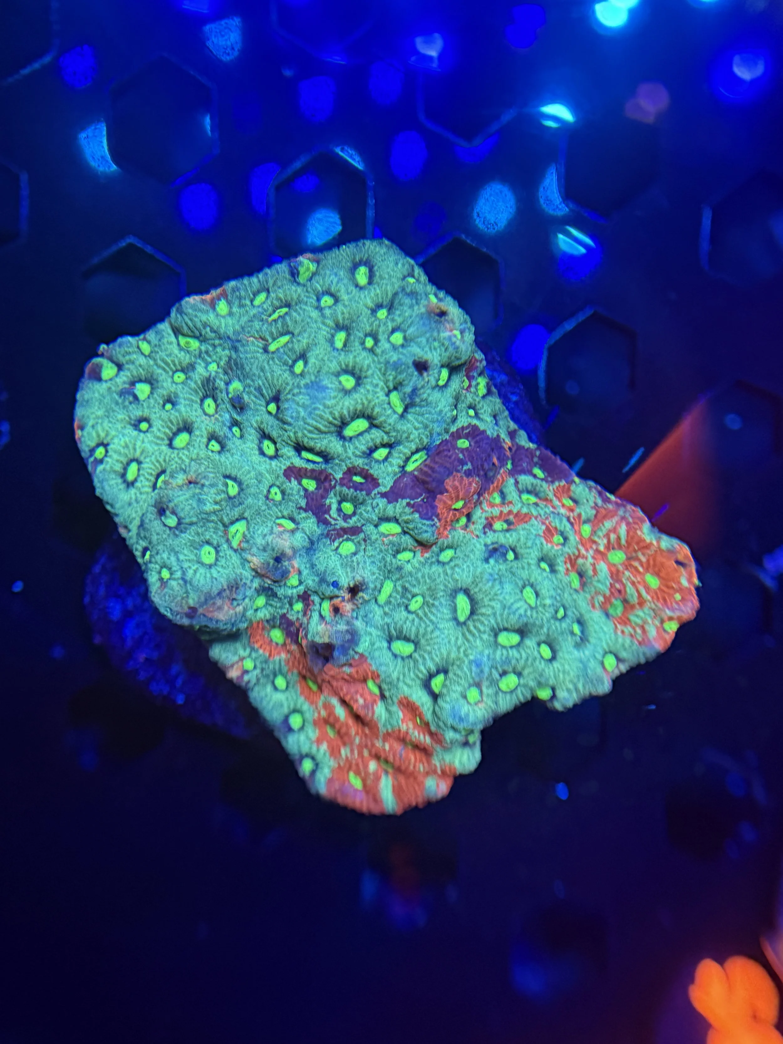 War Coral Colony 002