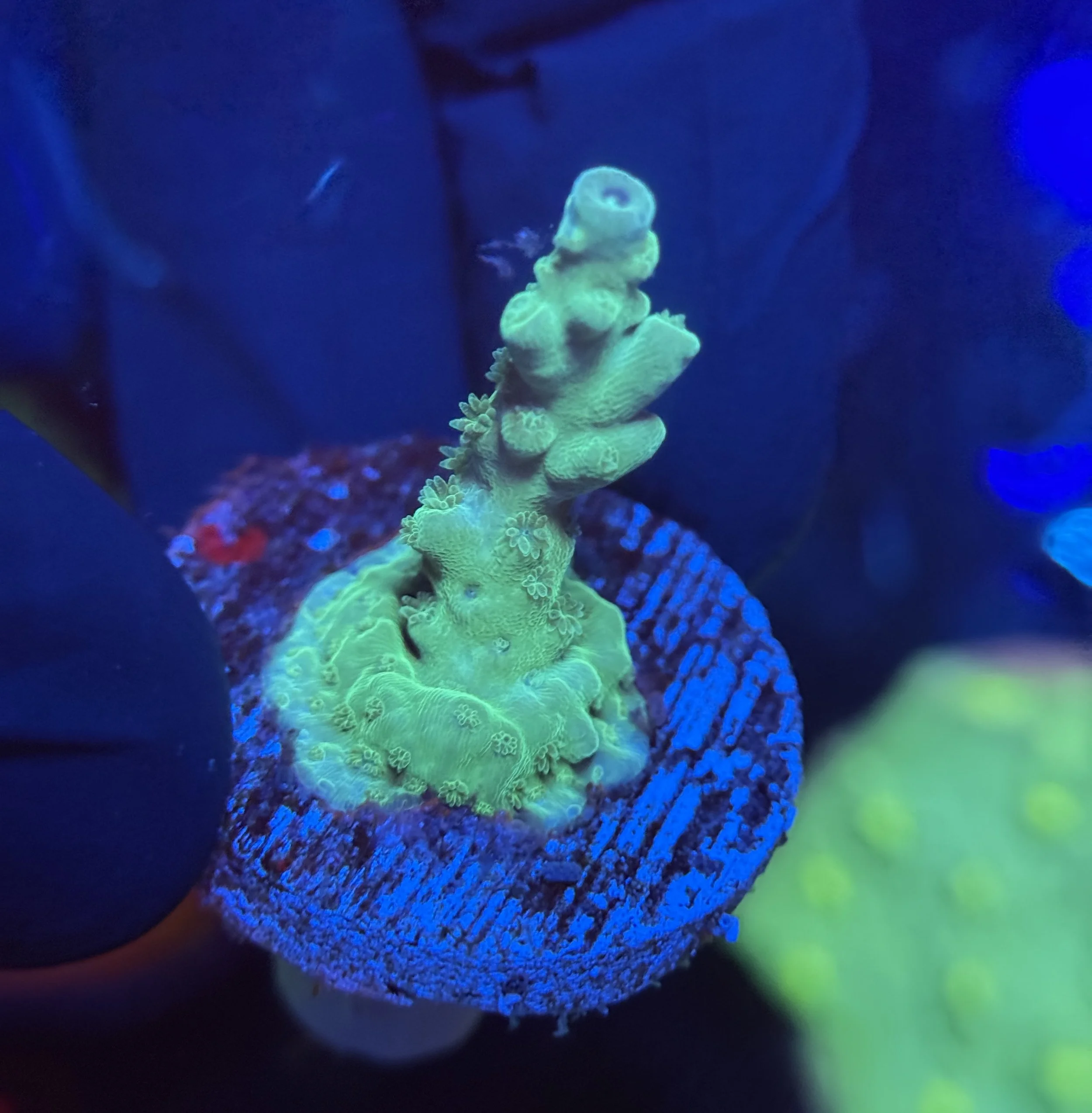 Acropora Frag 012