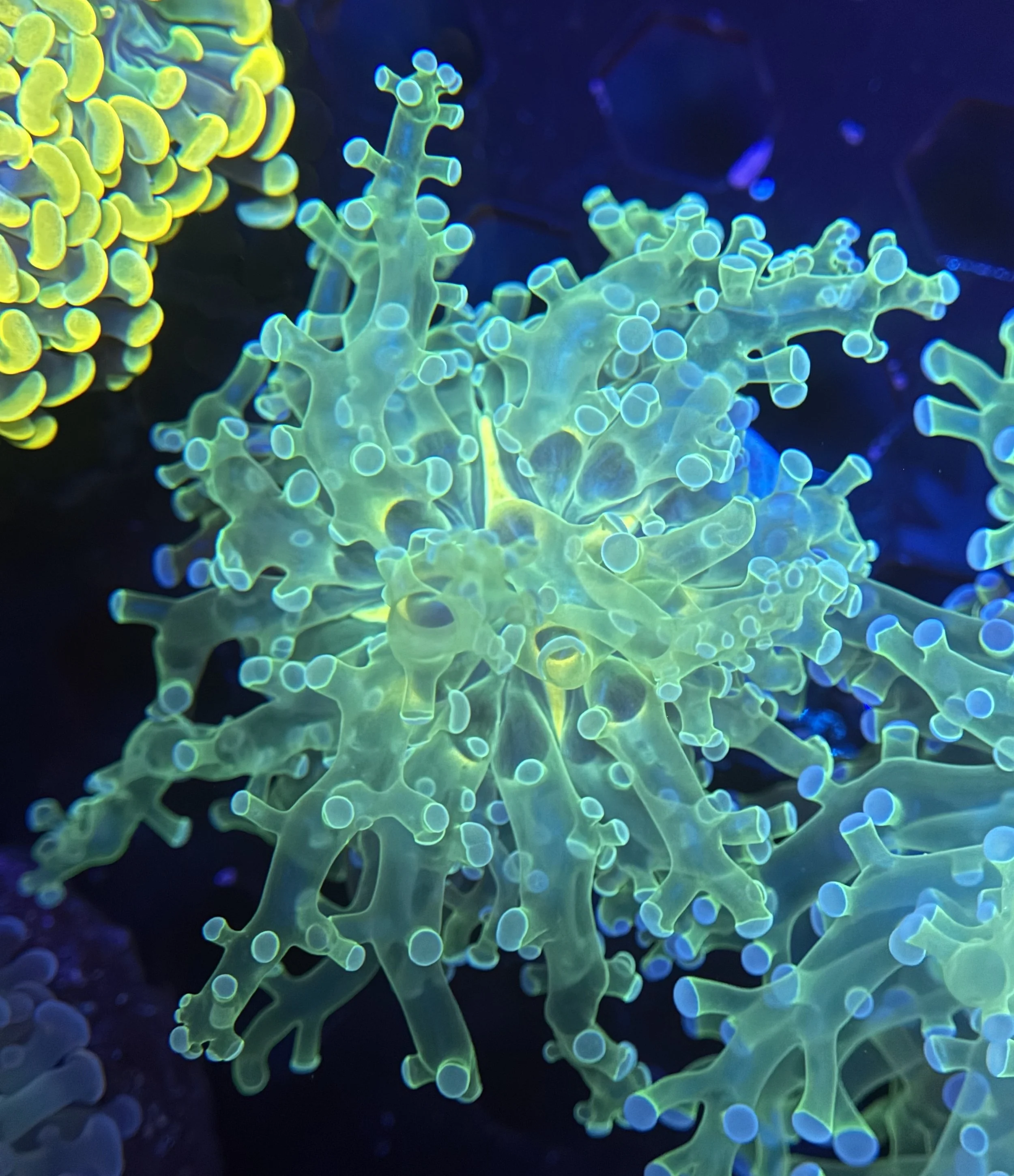 Green Frogspawn