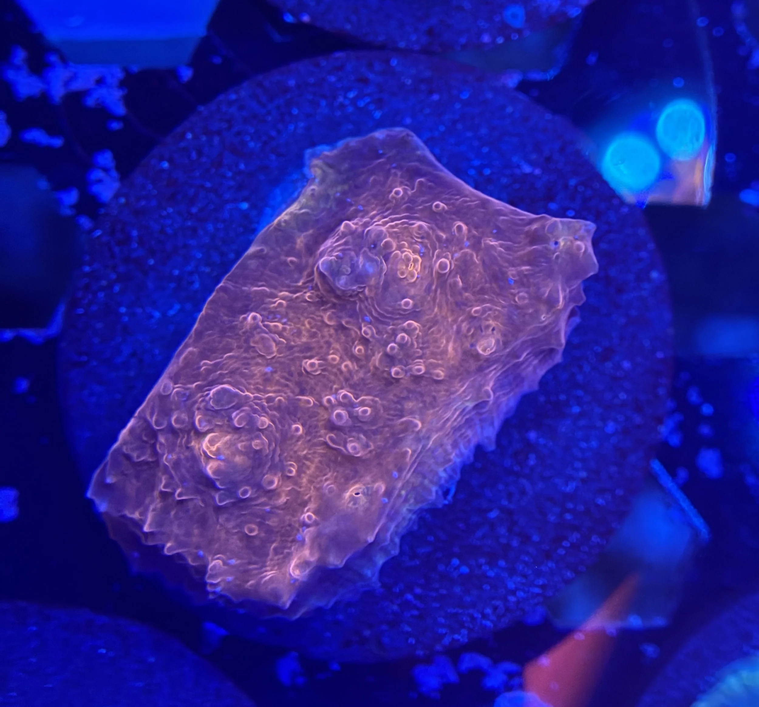 Ultra Chalice Frag 002