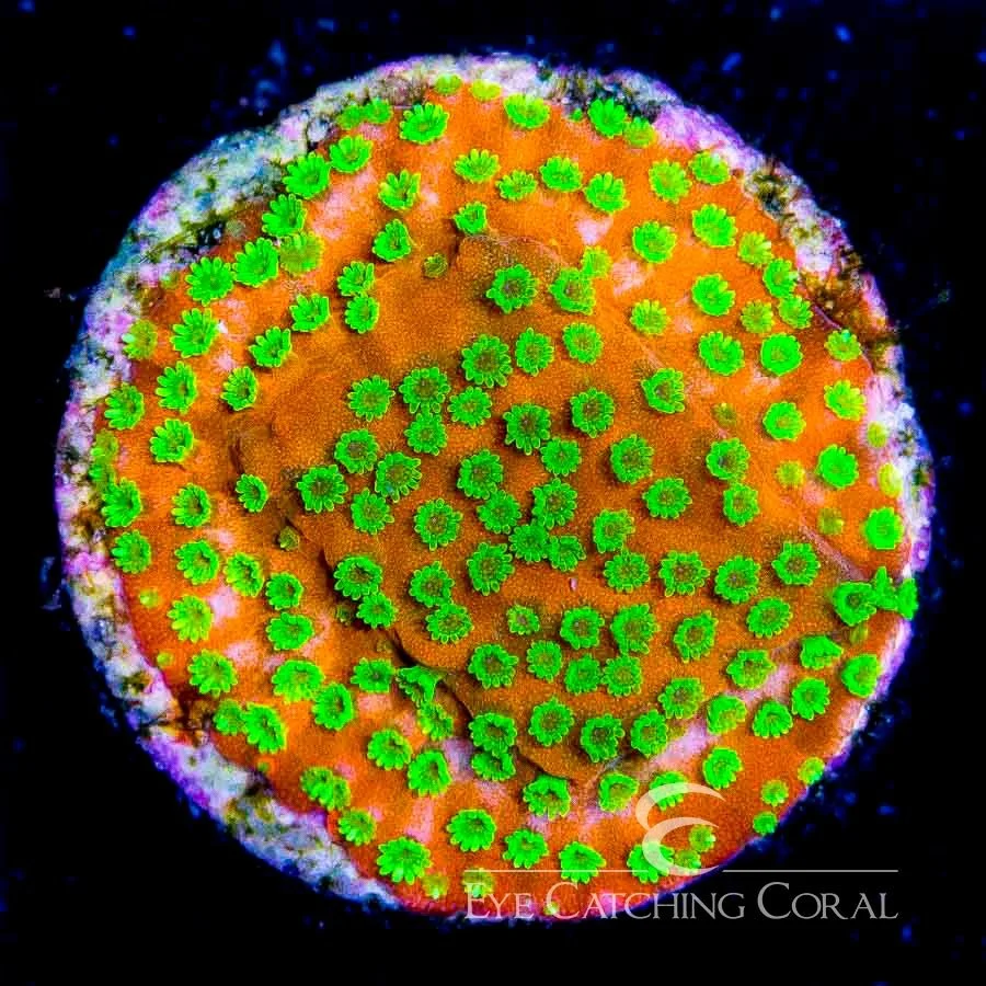 ECC Sunset Montipora Frag — Special Order [AC91]