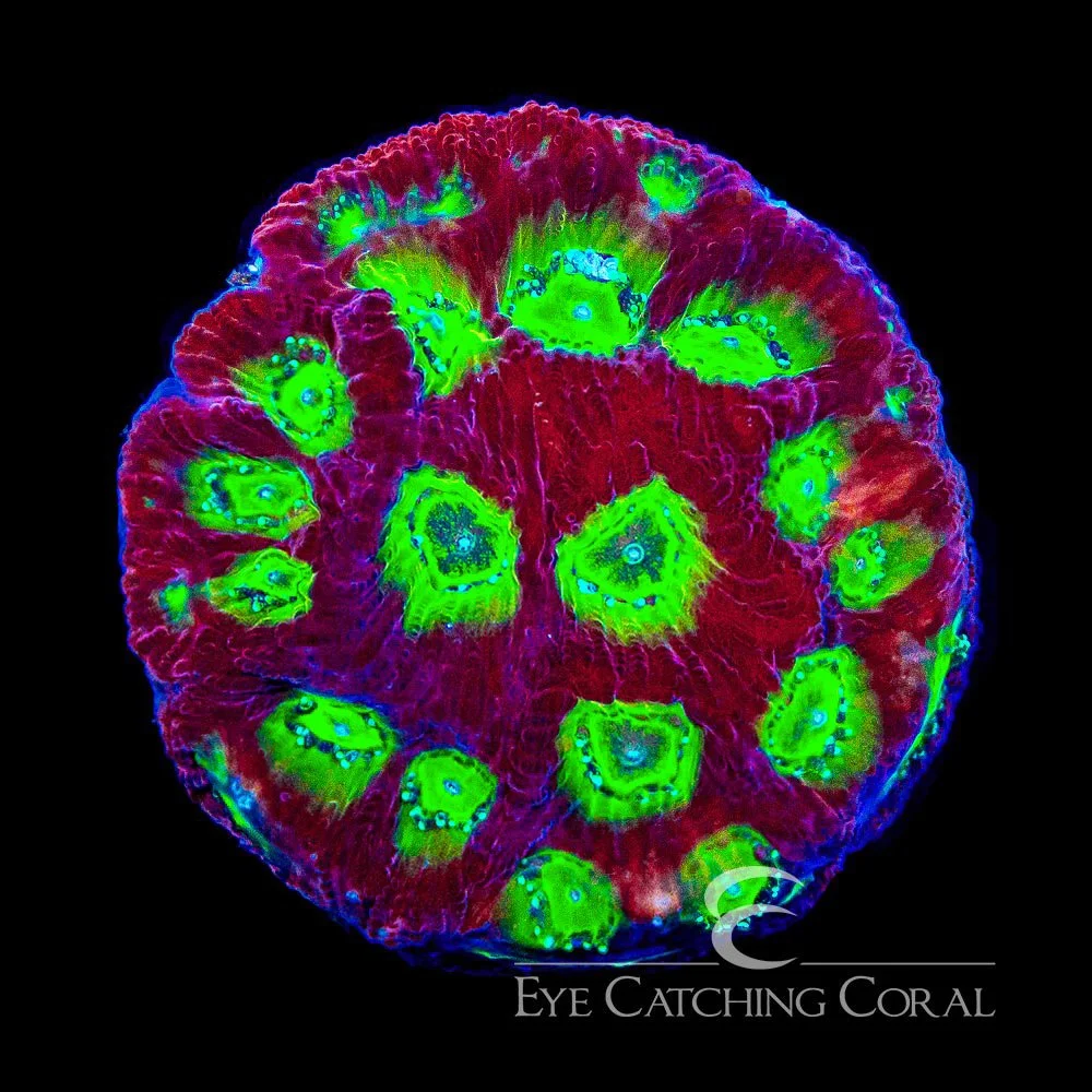 ECC Ring of Fire Favites Frag — Special Order [AC304]