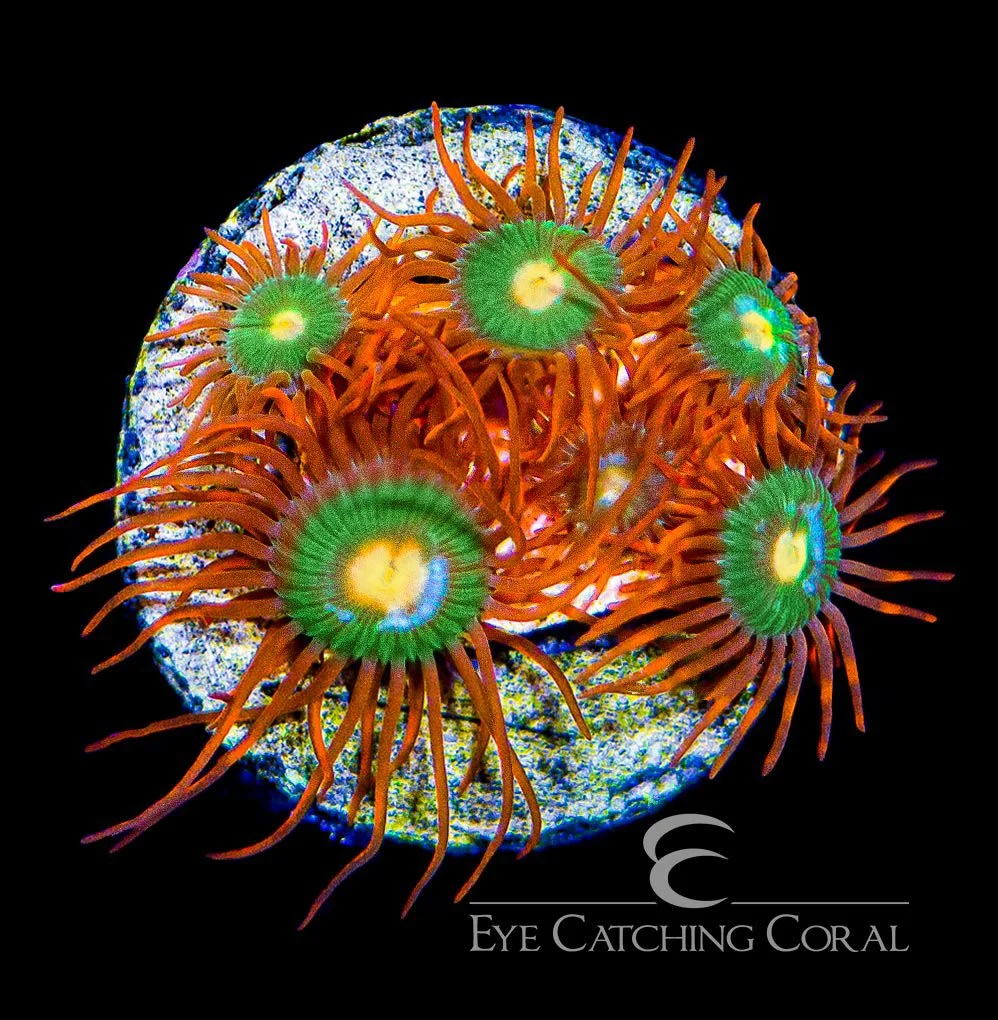 ECC Gatorade Zoanthid Frag (4+ Polyp Average) — Special Order [AC119]