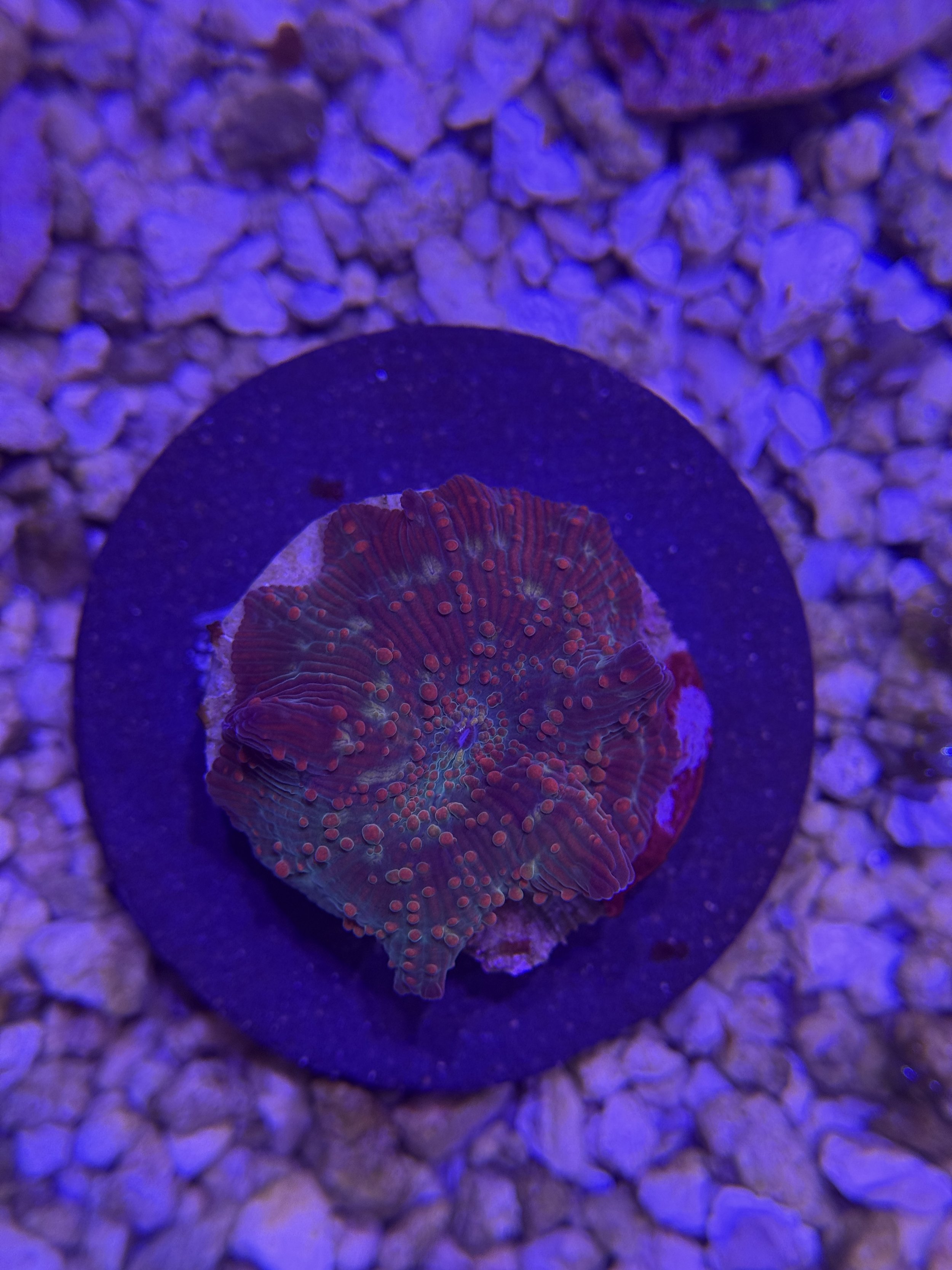Ultra Disco Mushroom Frag