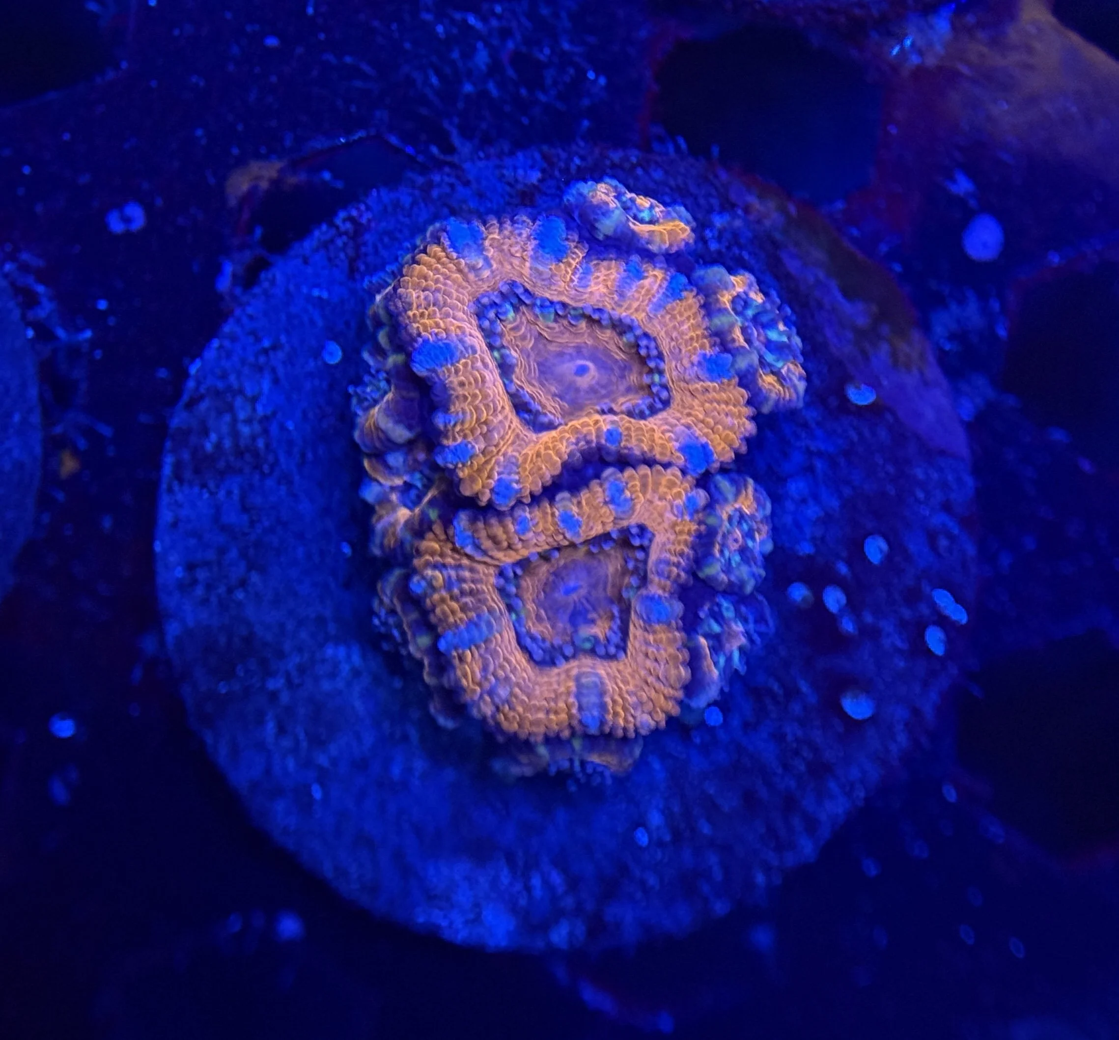 Acan Frag 002