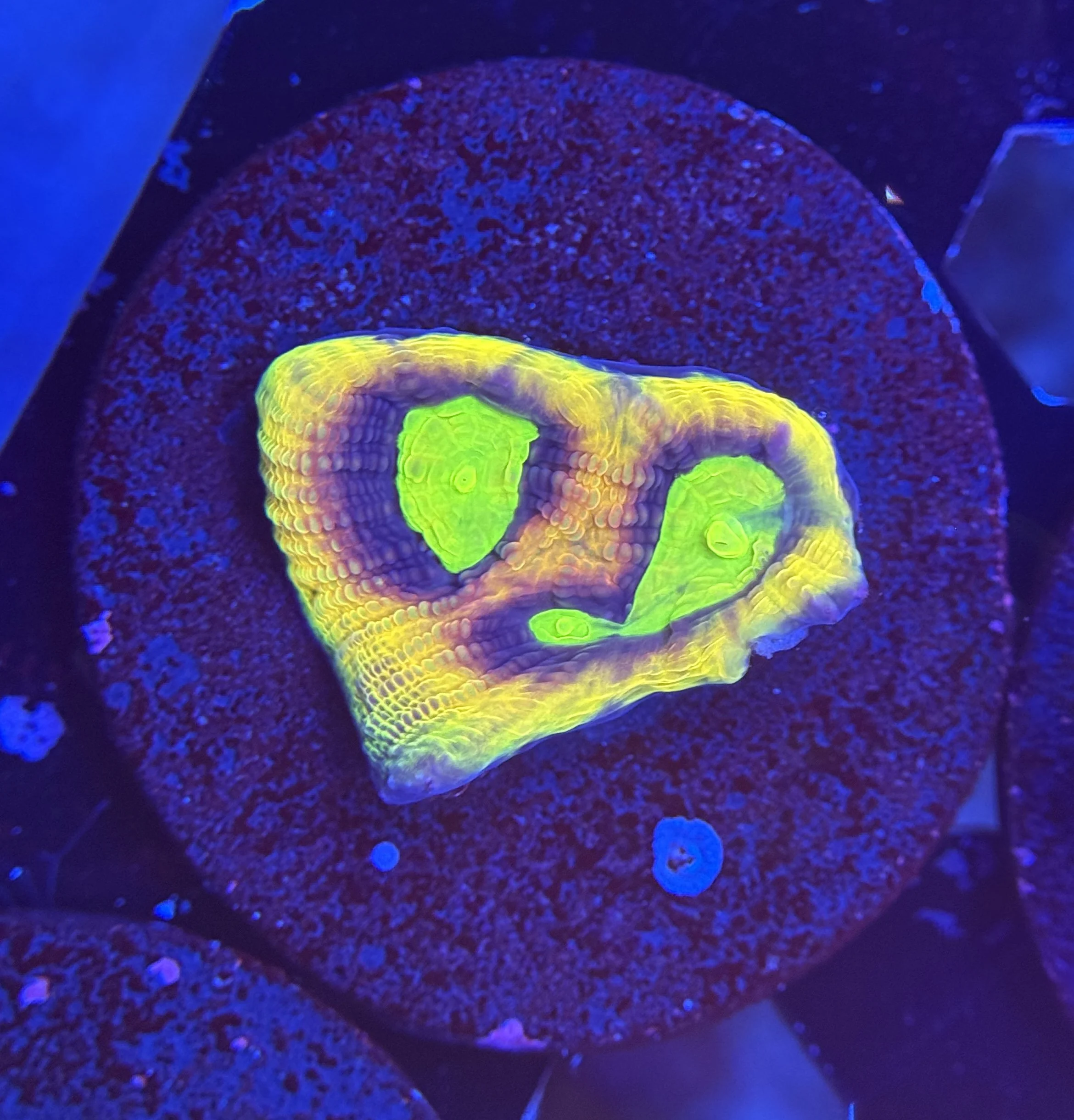 Dragon Soul Prism Favia Frag 002