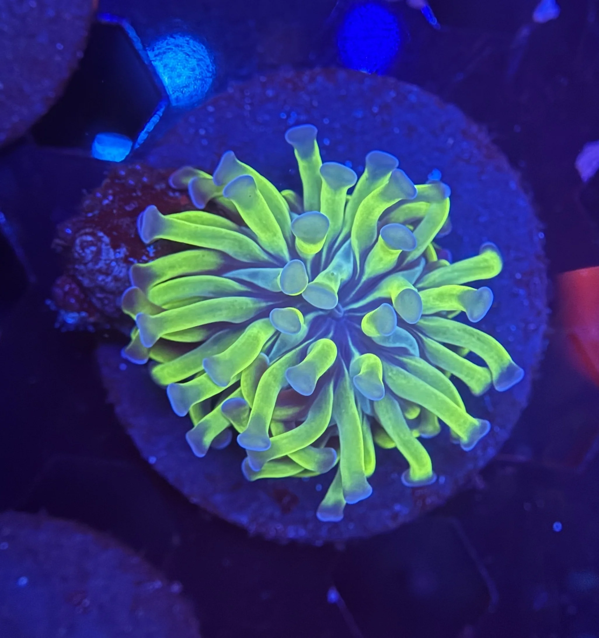 Hammer Frag 004