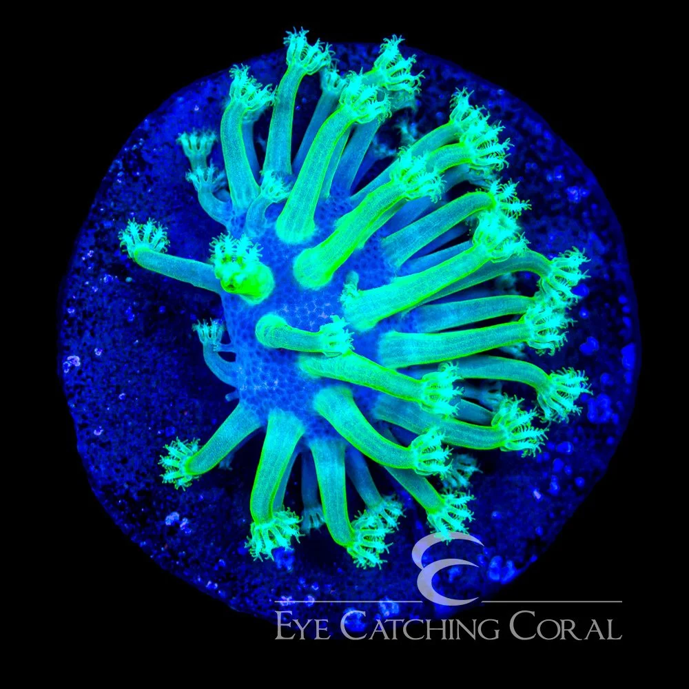 ECC Iced Willow Toadstool Frag — Special Order [AC1193]