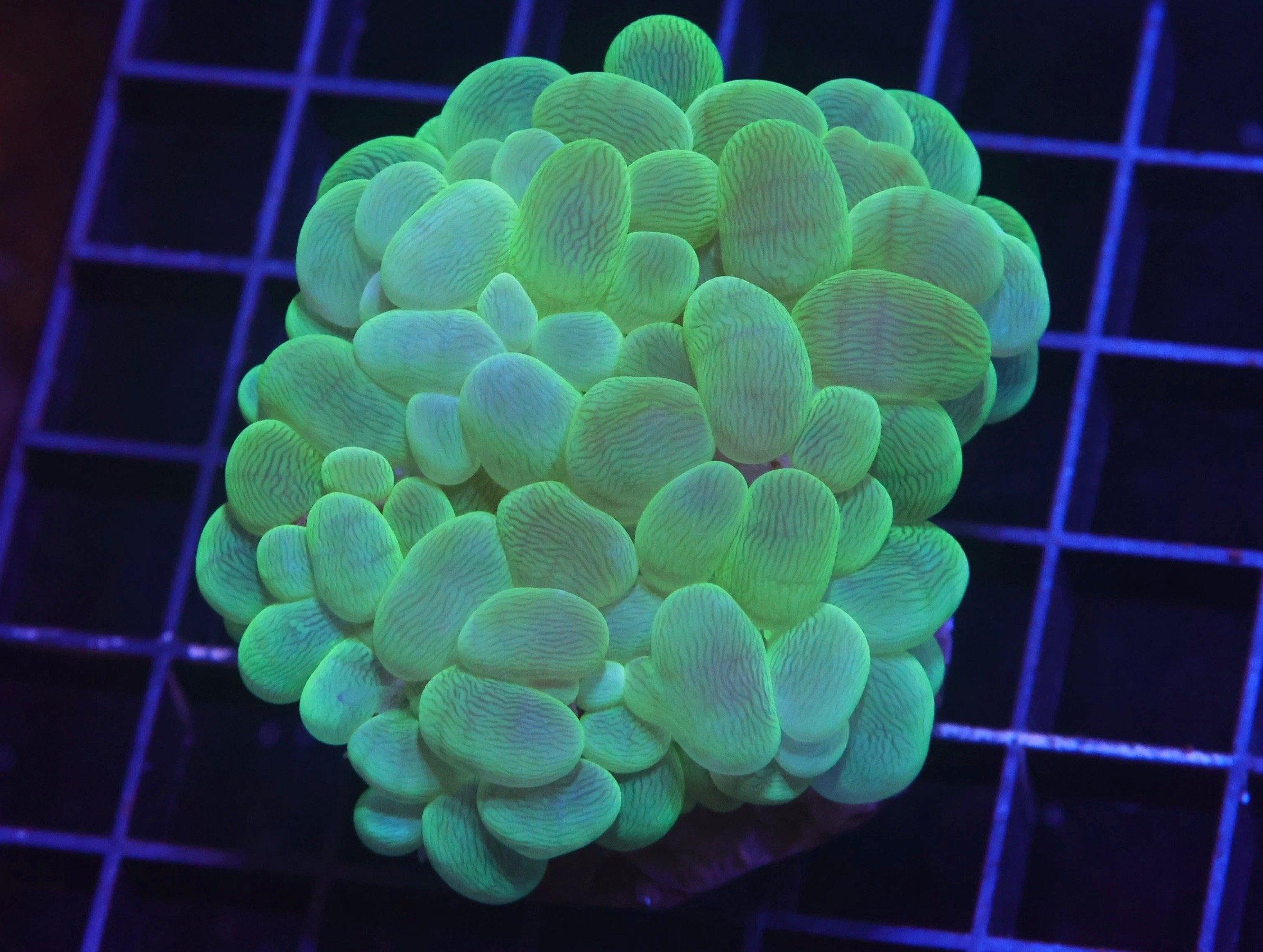 Metallic Bubble Coral