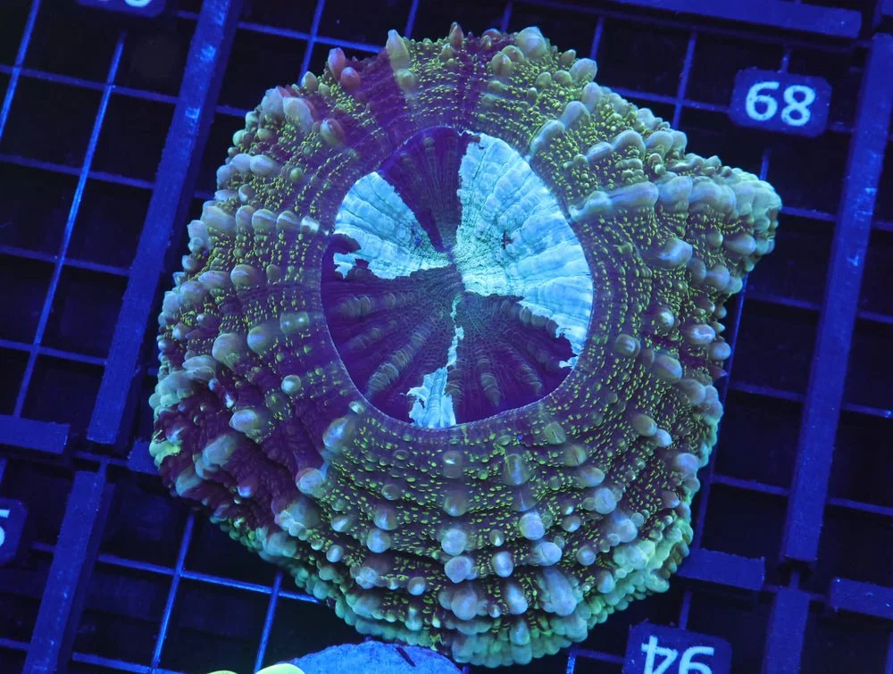 B89 -Aussie Emerald City Acanthophyllia — Special Order [SDC-B89]