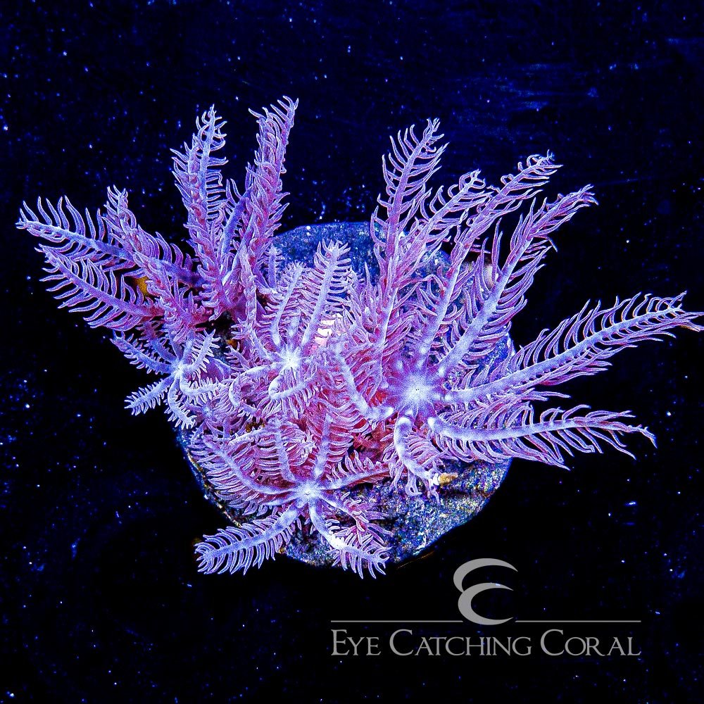 ECC Waving Hand Anthelia Big Frag — Special Order [f1AC687]
