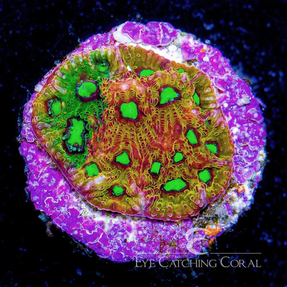 Reef Chief Rain of War Favia Frag — Special Order [AC78]