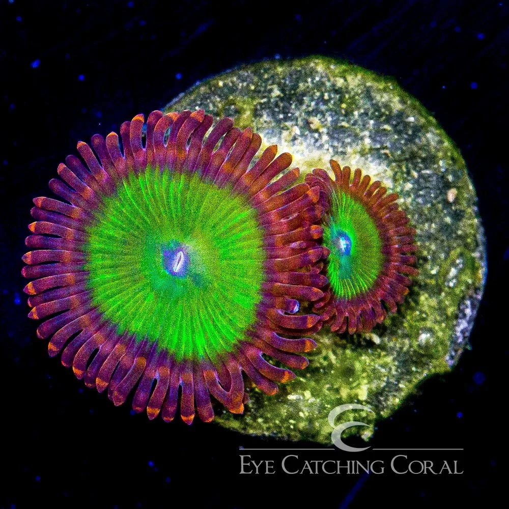 ECC Oompa Loompa Palythoa Frag (4+ Polyp Average) — Special Order [AC34]