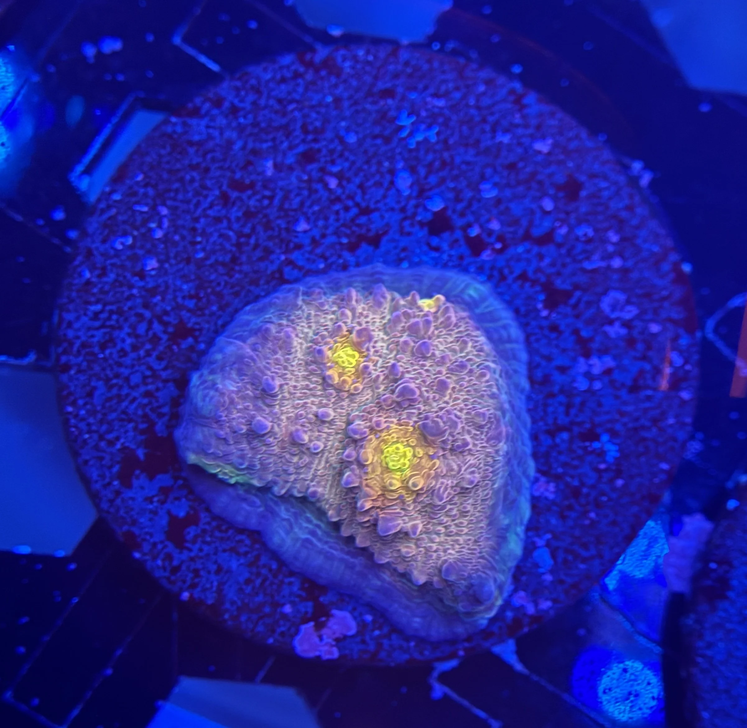 Ultra Chalice Frag 001