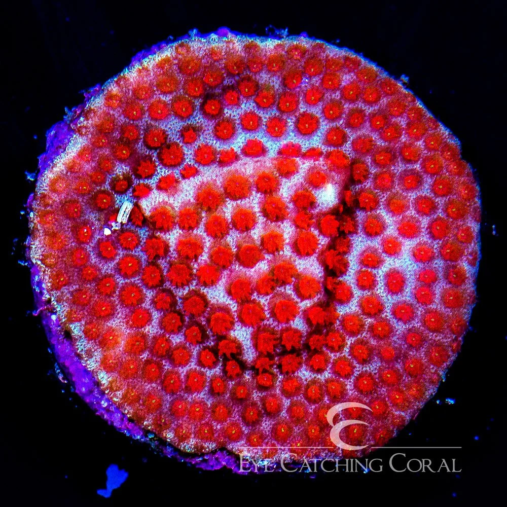 ECC Superman Porites Frag — Special Order [AC517]