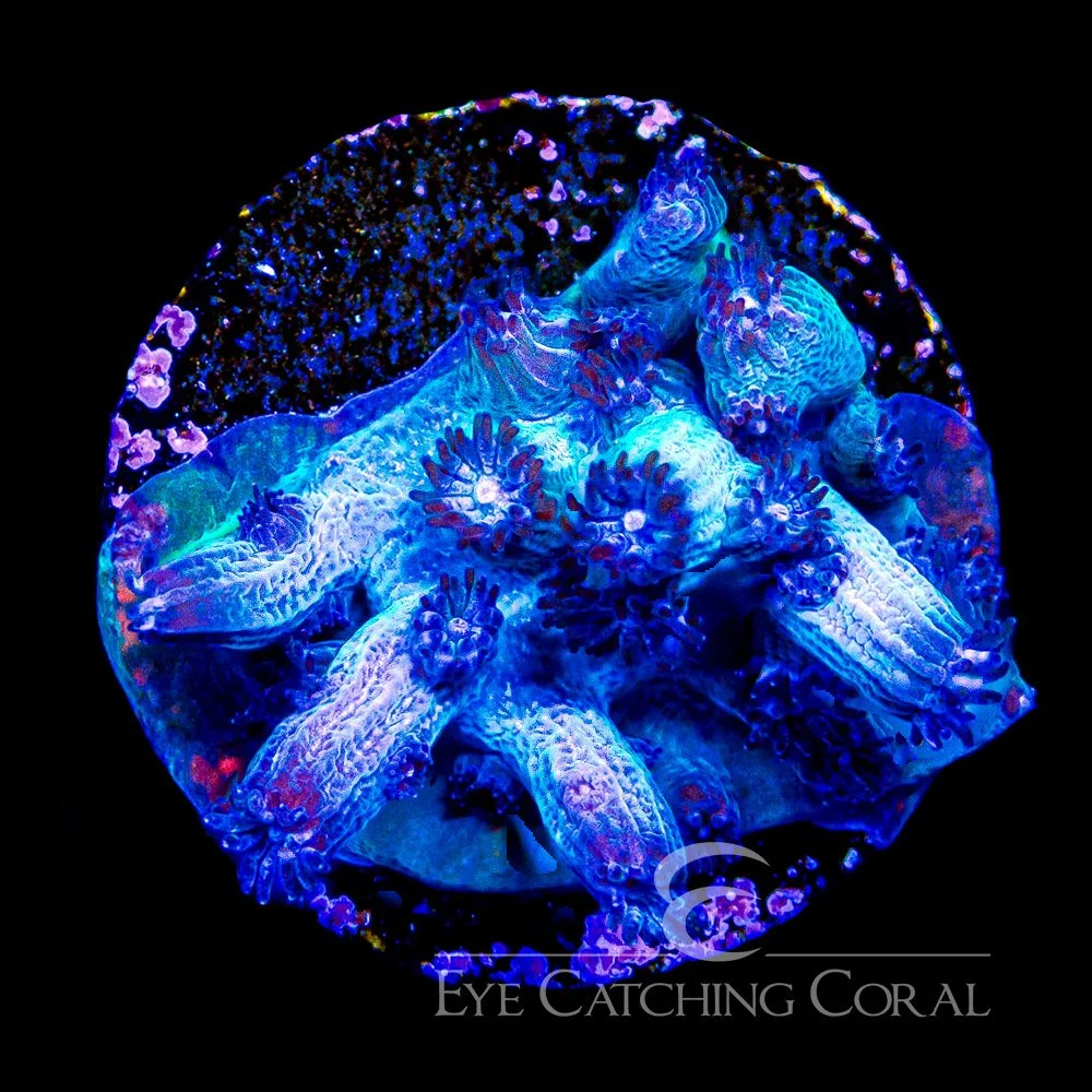ECC Bonsai Branching Cyphastrea Frag — Special Order [AC1076]