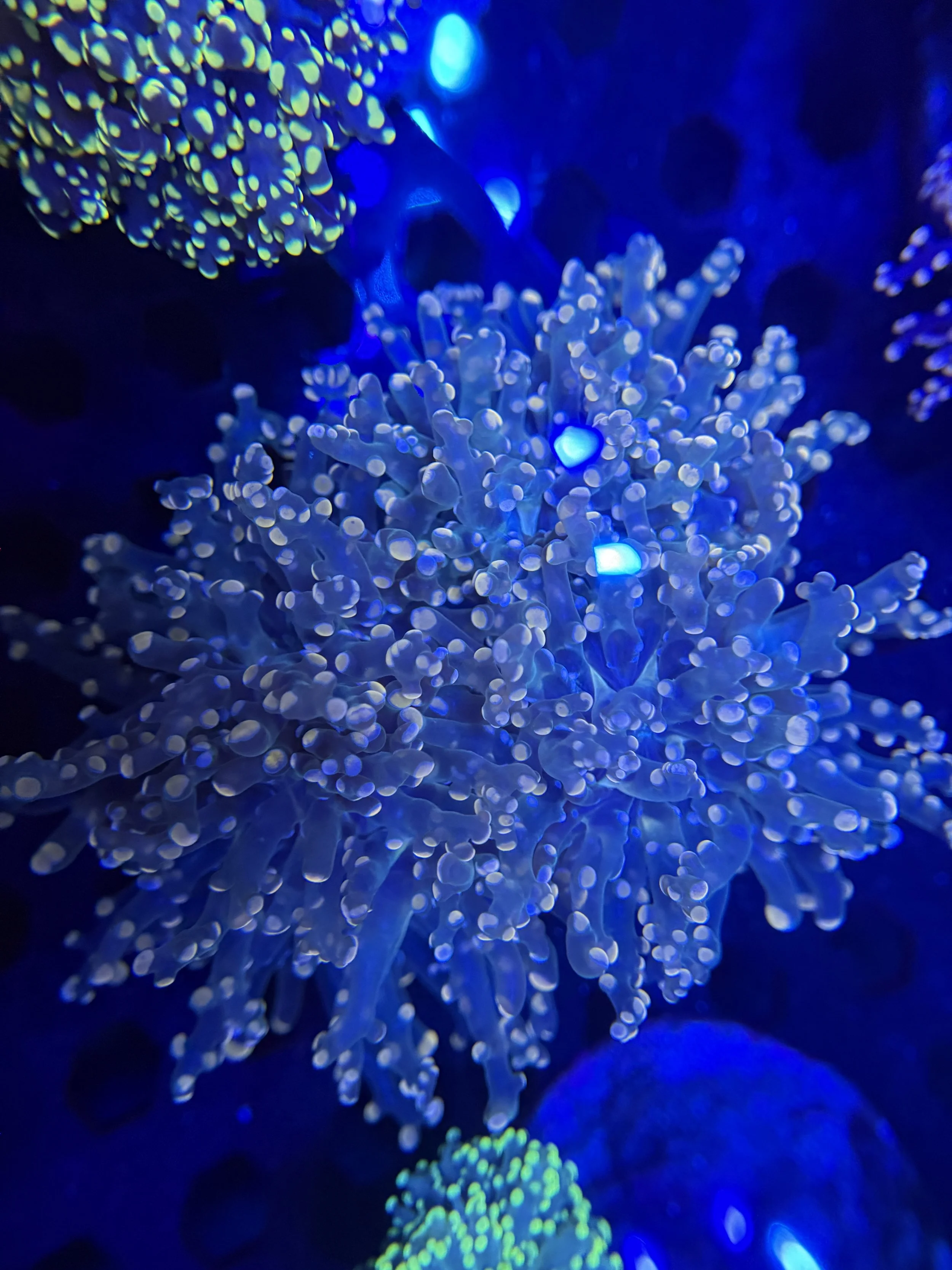 Peach Frogspawn Frag