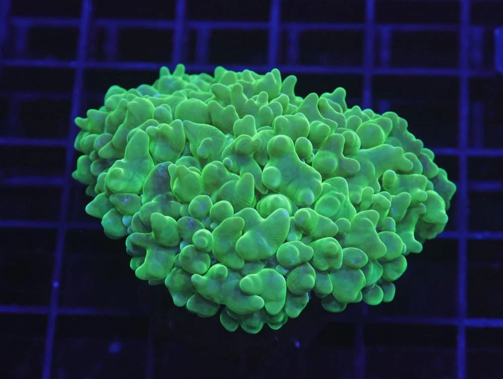 B128 - Indo Radioactive Pearl Coral — Special Order [SDC-B128]