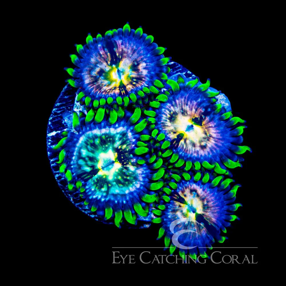 ECC Nirvana Zoanthid Frag (2+ polyp average) — Special Order [AC1029]