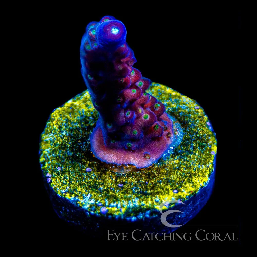 ECC Molten Night Acropora Frag — Special Order [AC993]