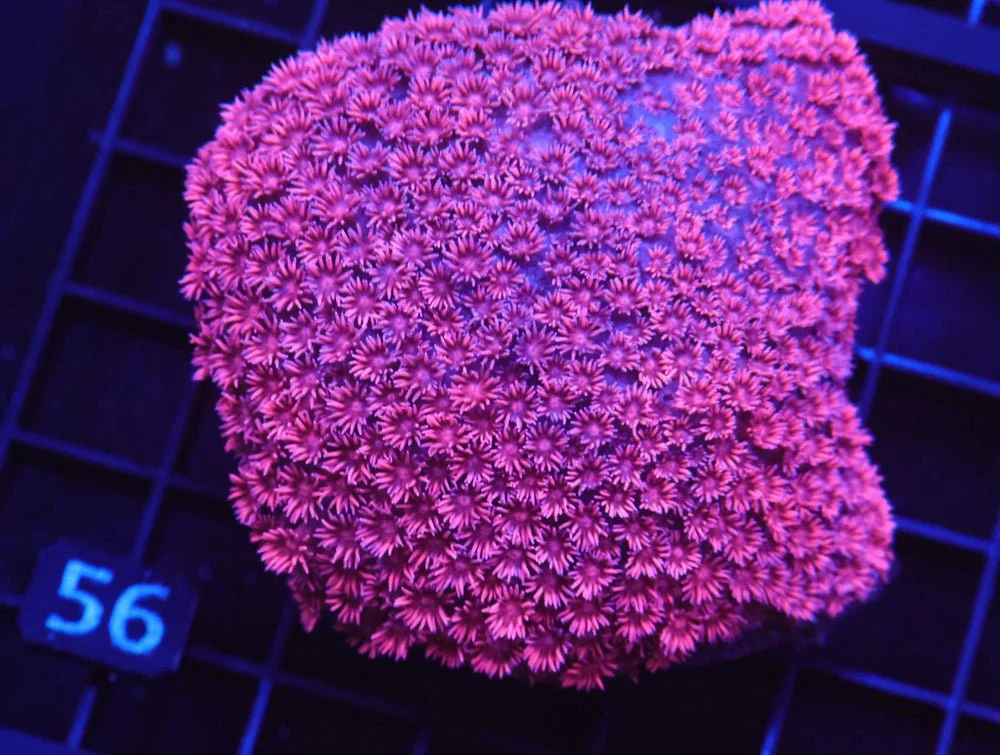 B56 -Indo Hot Pink Goniopora Lg — Special Order [SDC-B56]