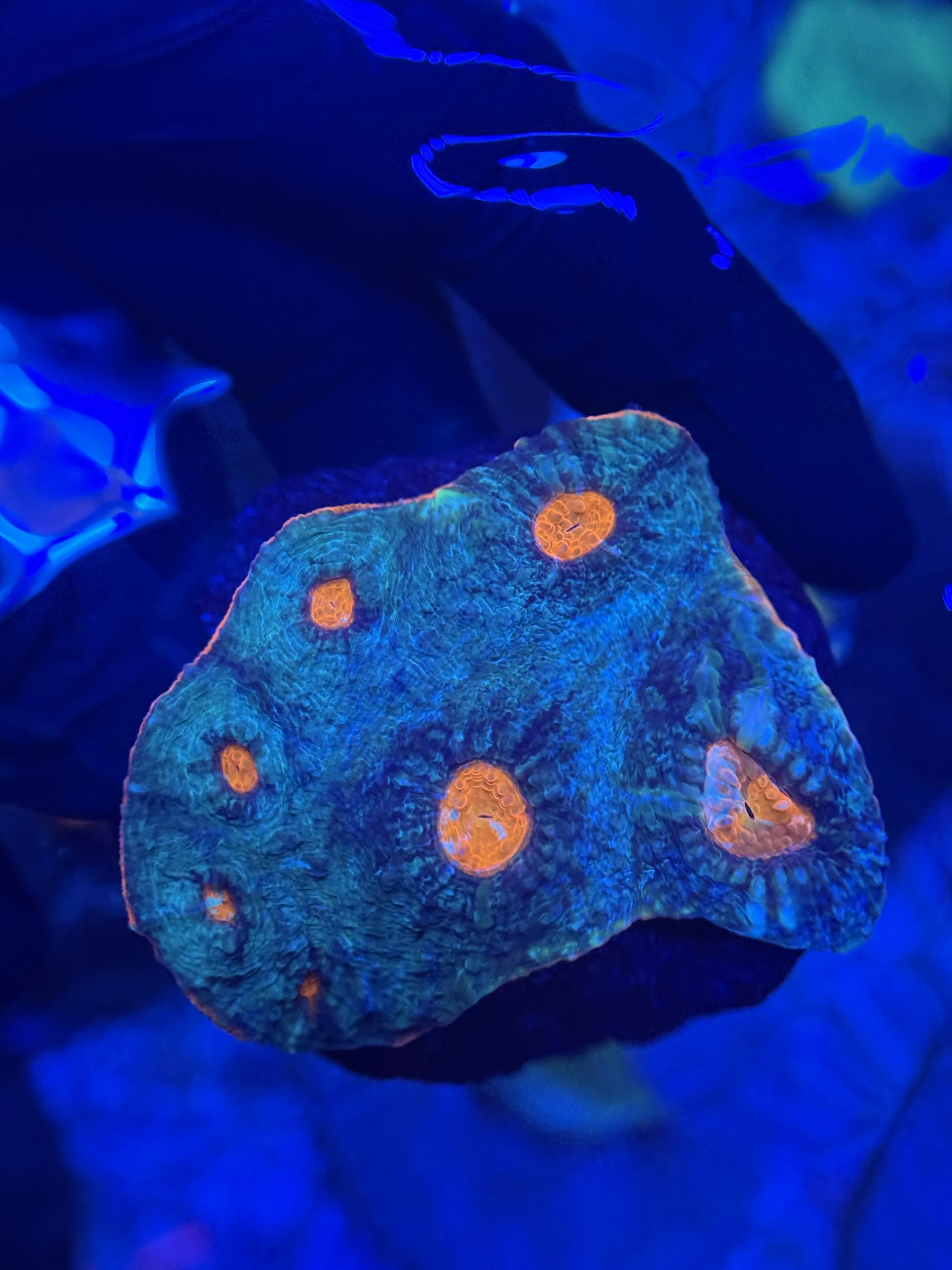 Chalice Mini Colony 008