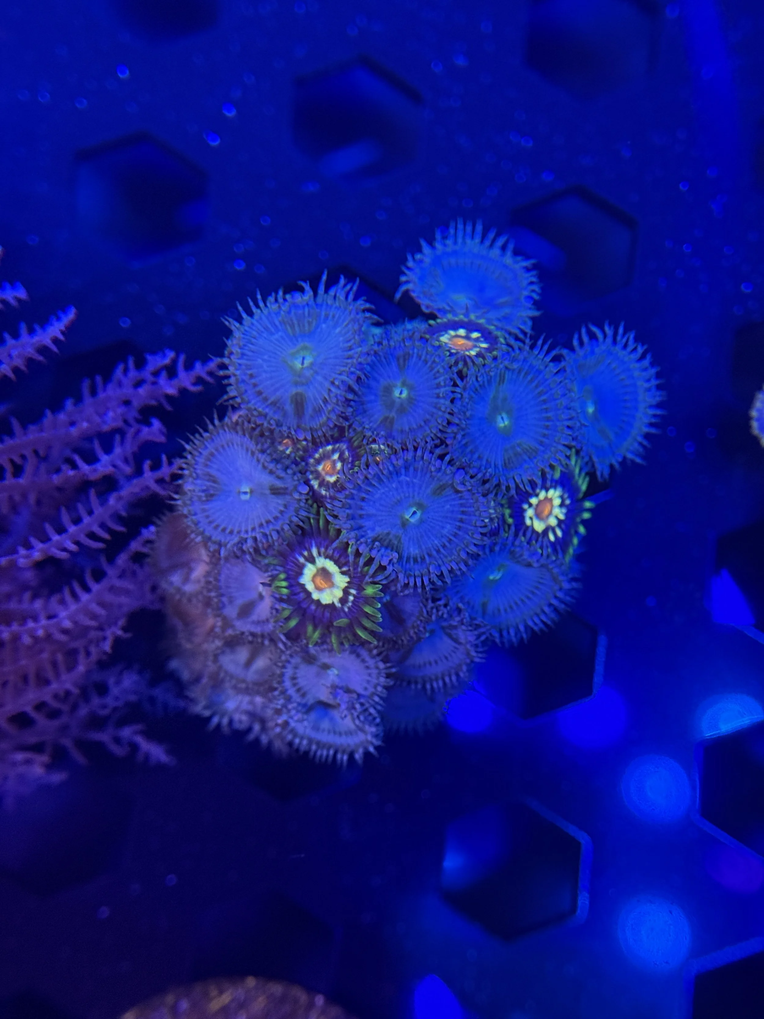 Teal Paly And Daisy Cutter Zoa Combo Rock