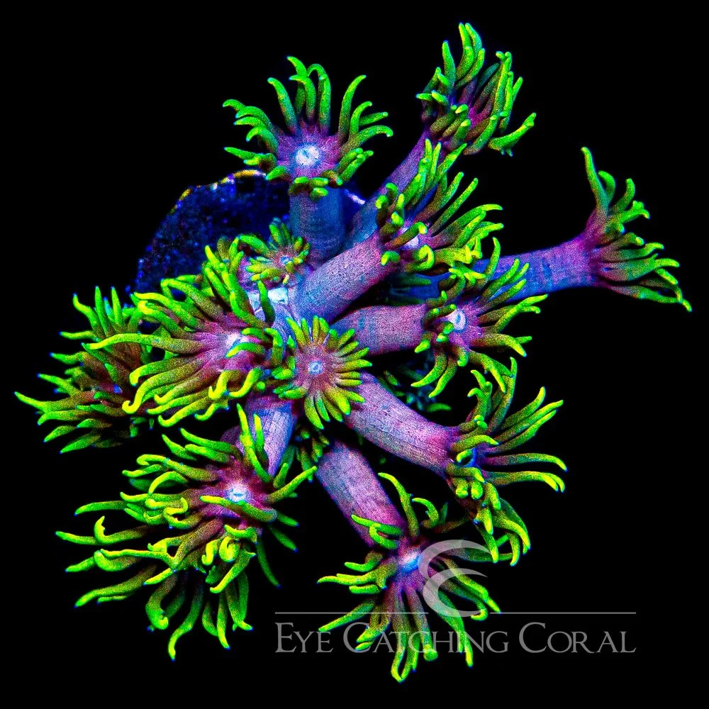 ECC Overlord Goniopora Frag — Special Order [AC1083]