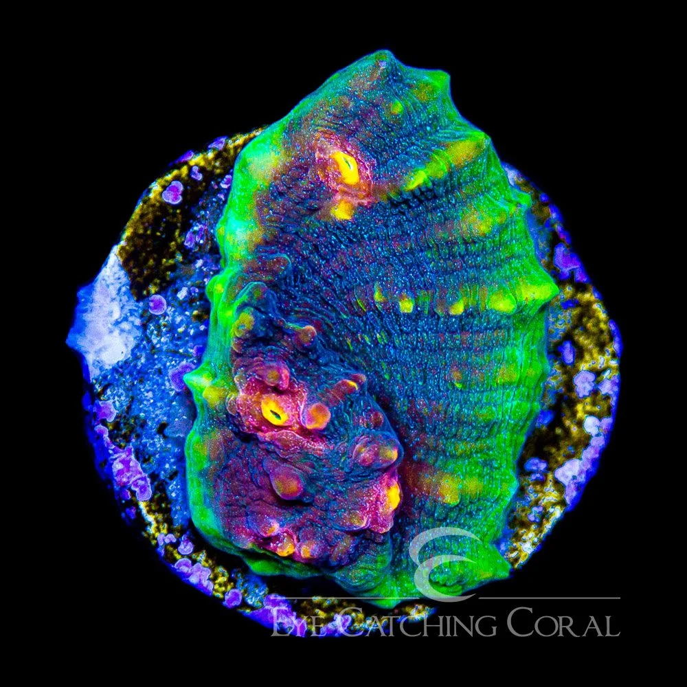 ECC Oblivion Chalice Frag — Special Order [AC982]