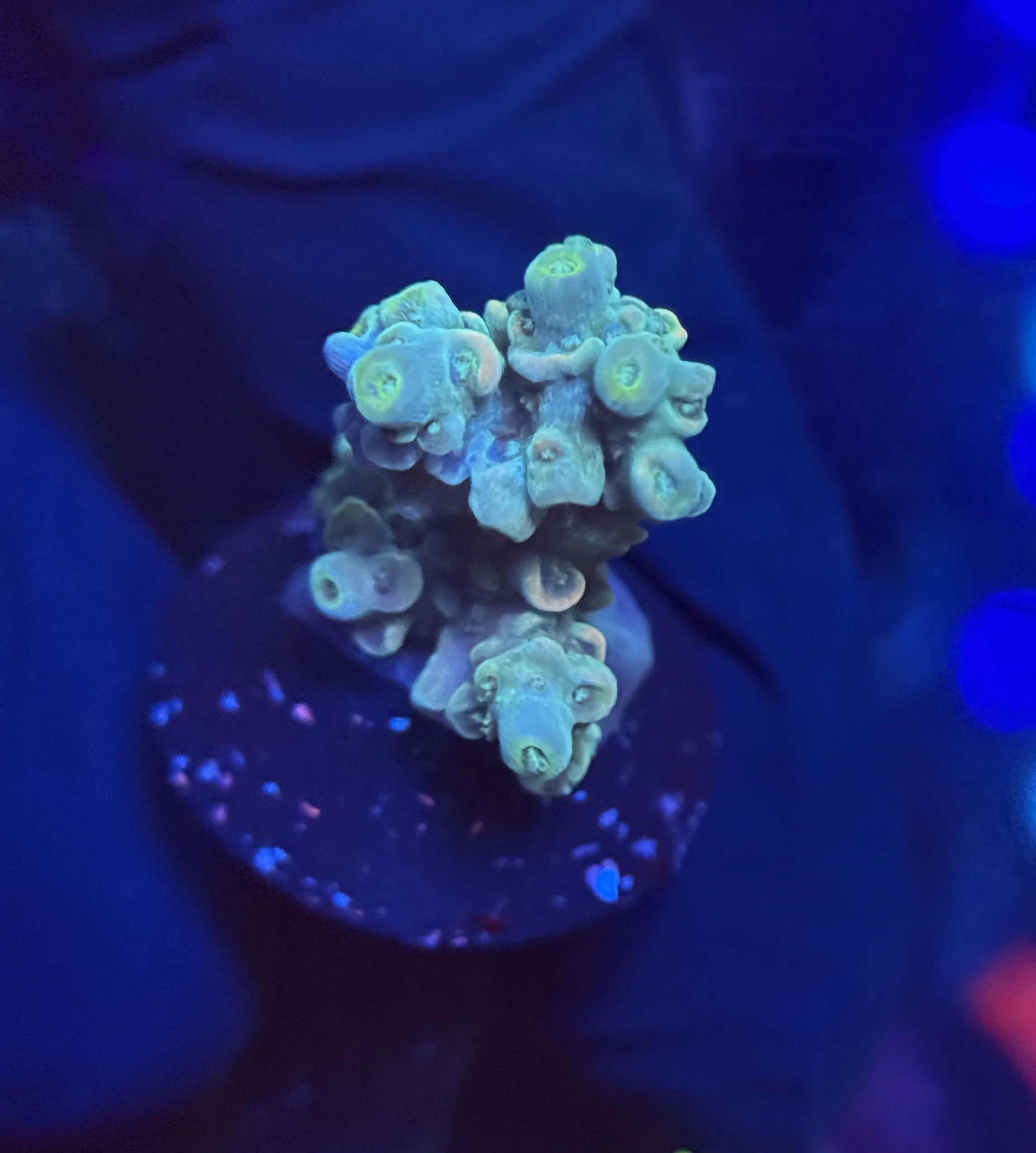 Acropora Frag 003 $30.jpg