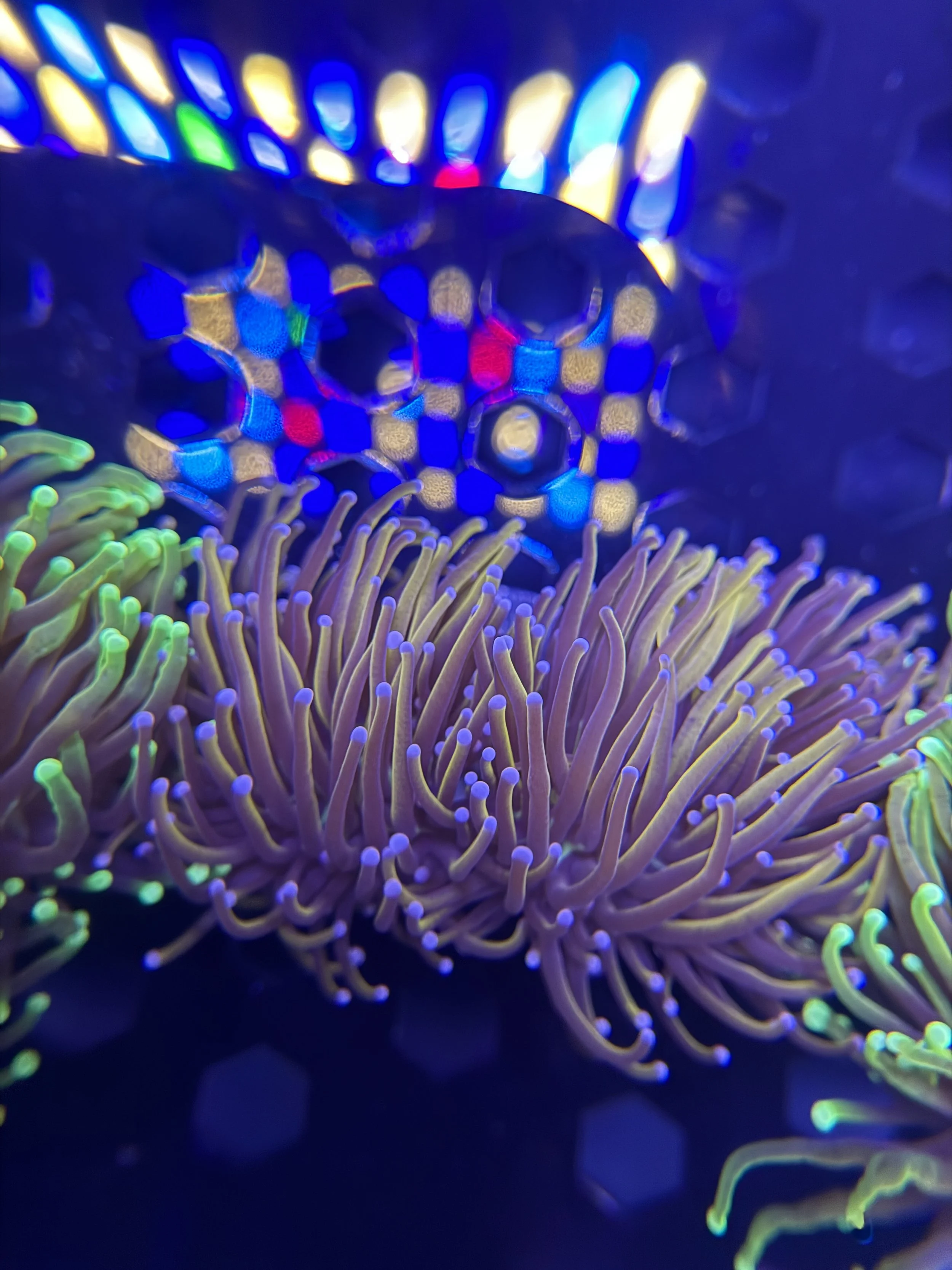 Indo Gold Torch 3 Heads