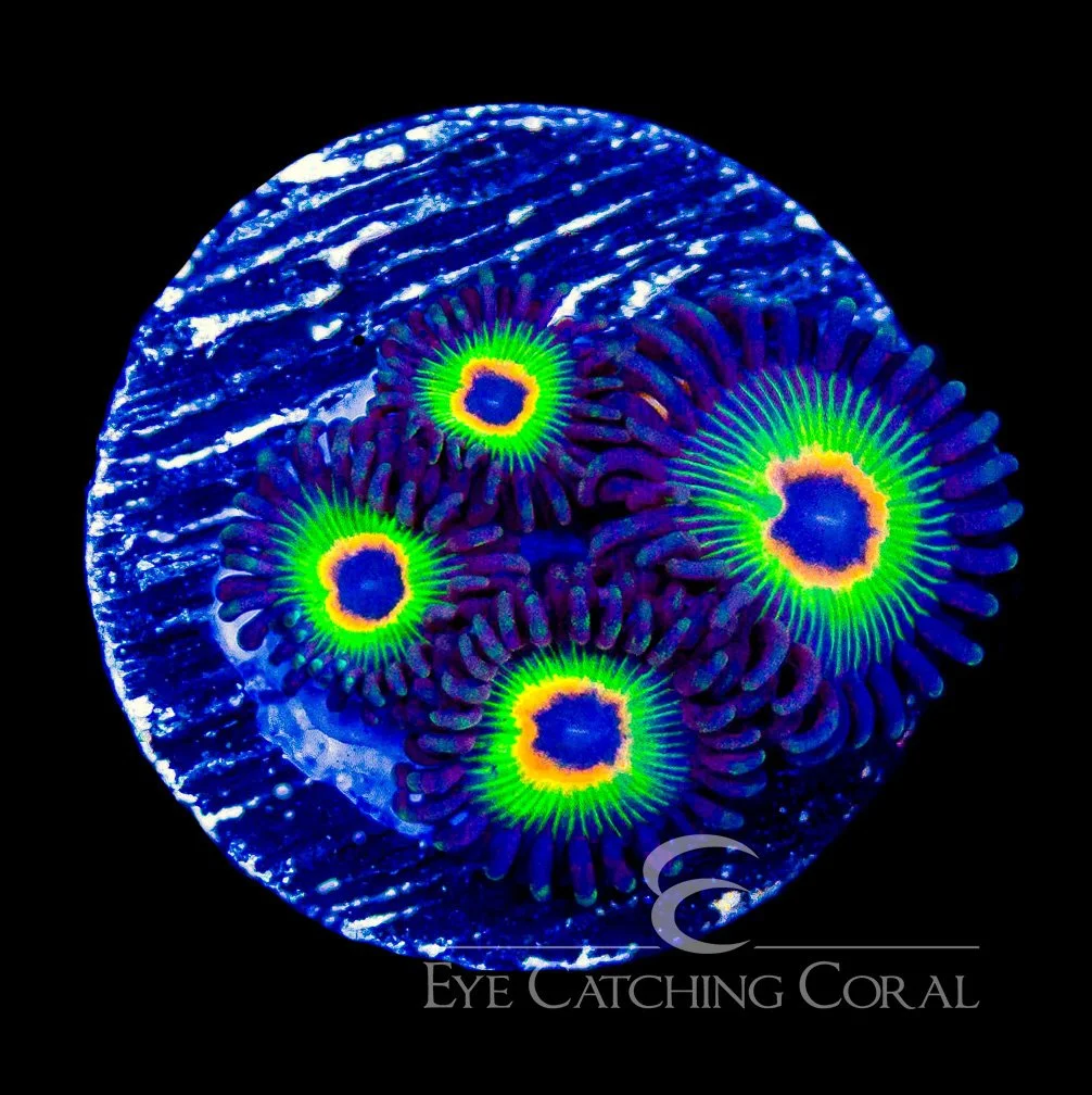 ECC Rasta Bob's Zoanthid Frag (4+ Polyp Average) — Special Order [AC7]