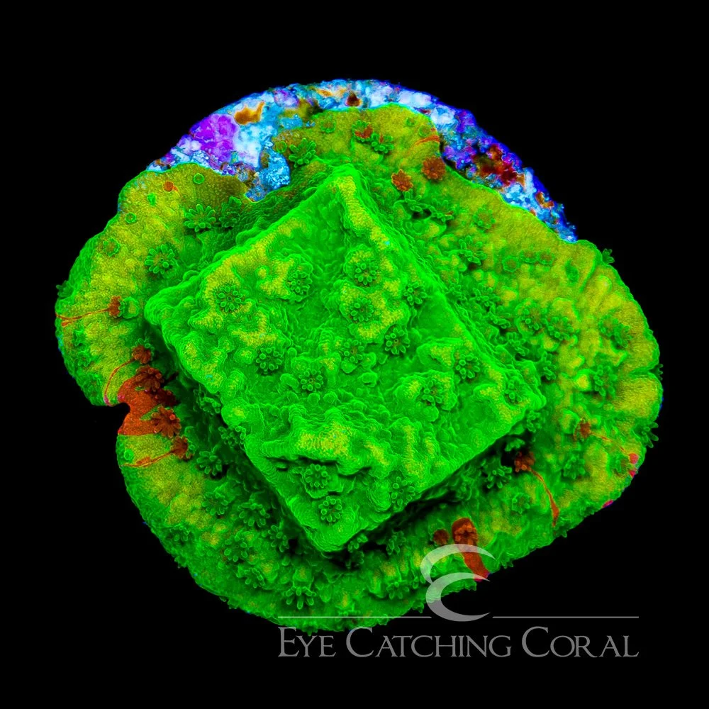 ECC Nuclear Green Montipora Frag (All or mostly green color) — Special Order [AC1135]