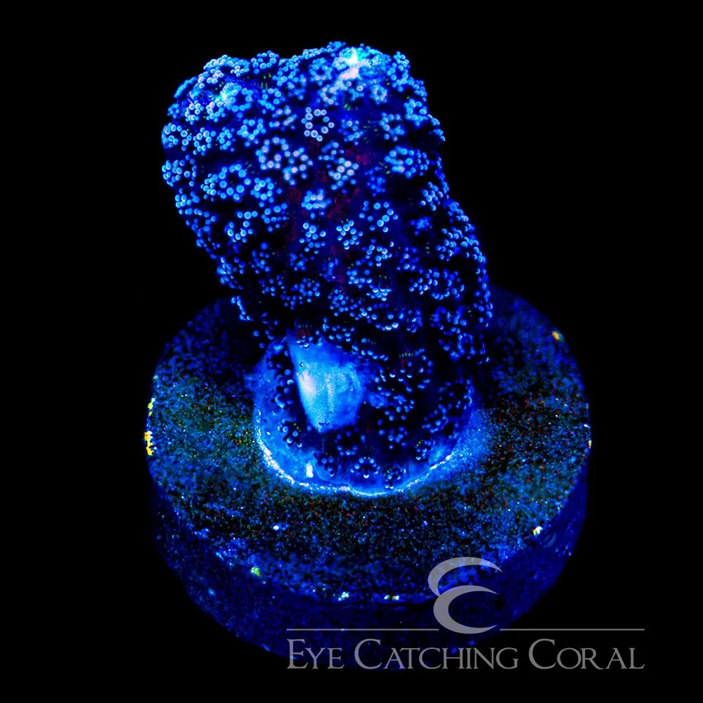 ECC Blue Dream Stylophora Frag — Special Order [AC1126]