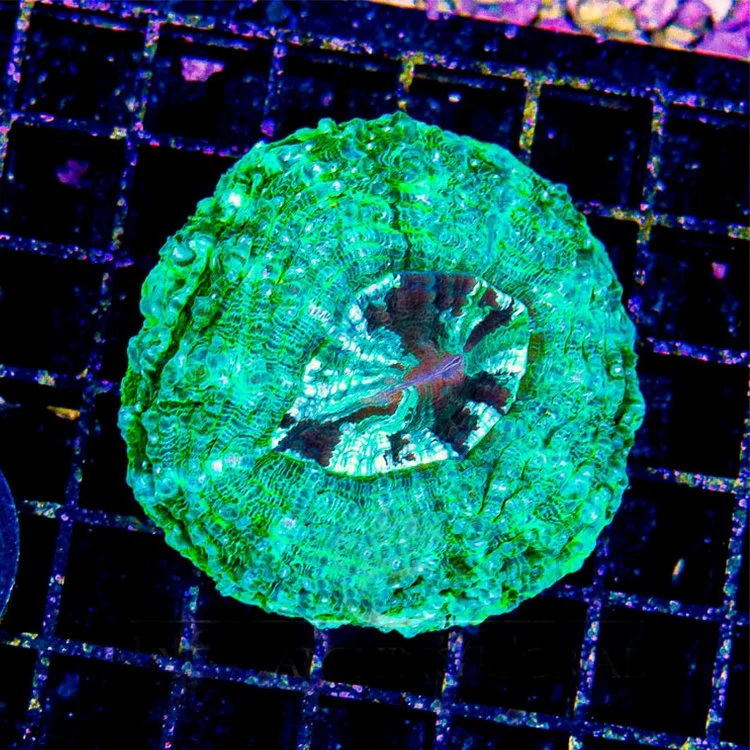 Aussie Green Acanthophyllia L