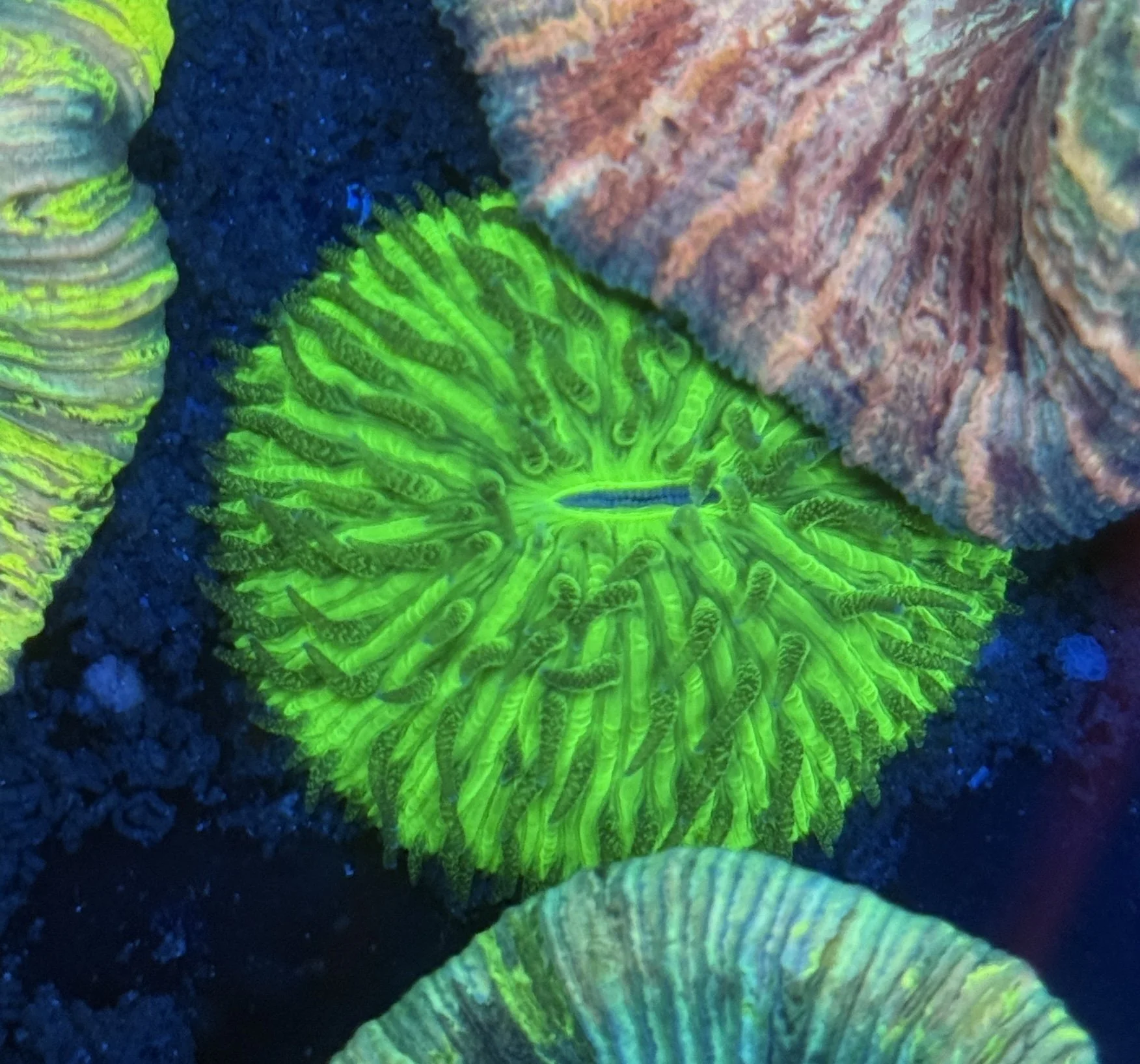 Green Plate Coral