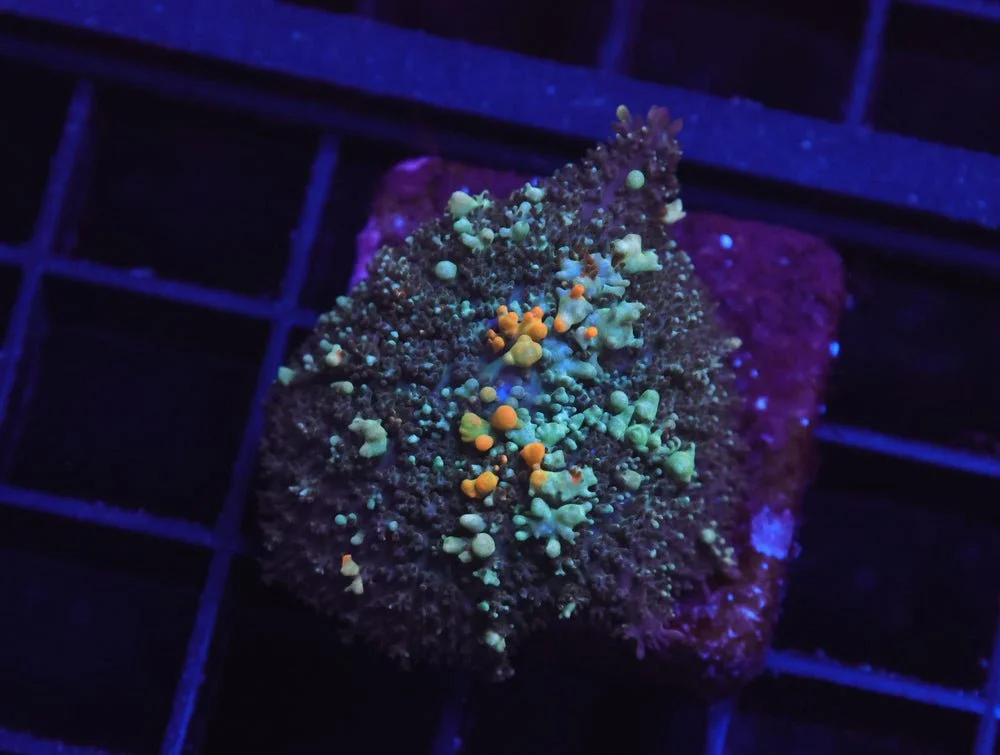 B16 -Tangerine Bounce Rhodactis Mushroom — Special Order [SDC-B16]