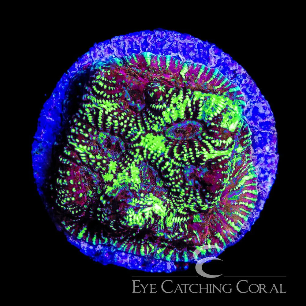 ECC Cosmic Burst Favia Frag — Special Order [AC1169]