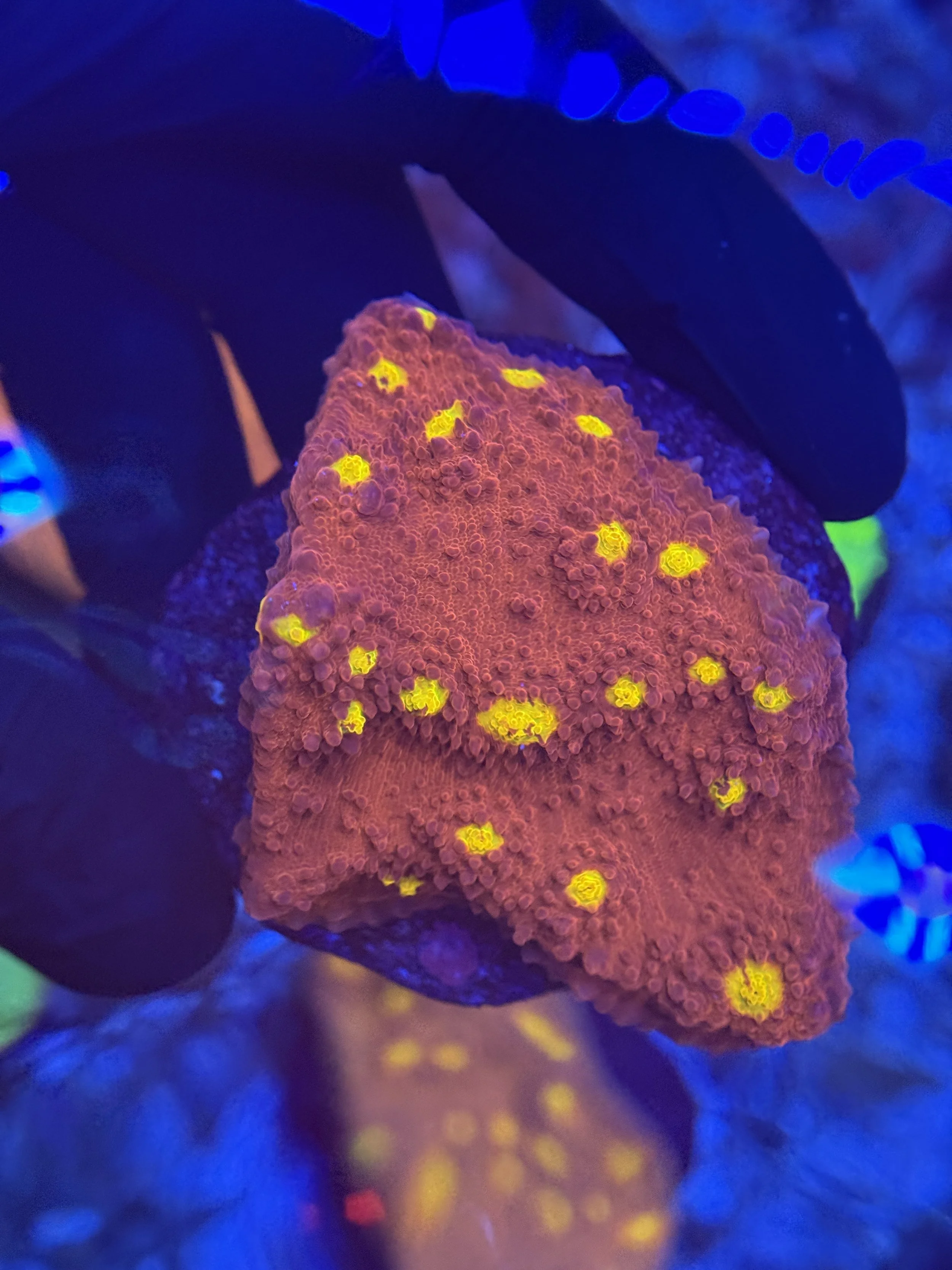 Chalice Mini Colony 006