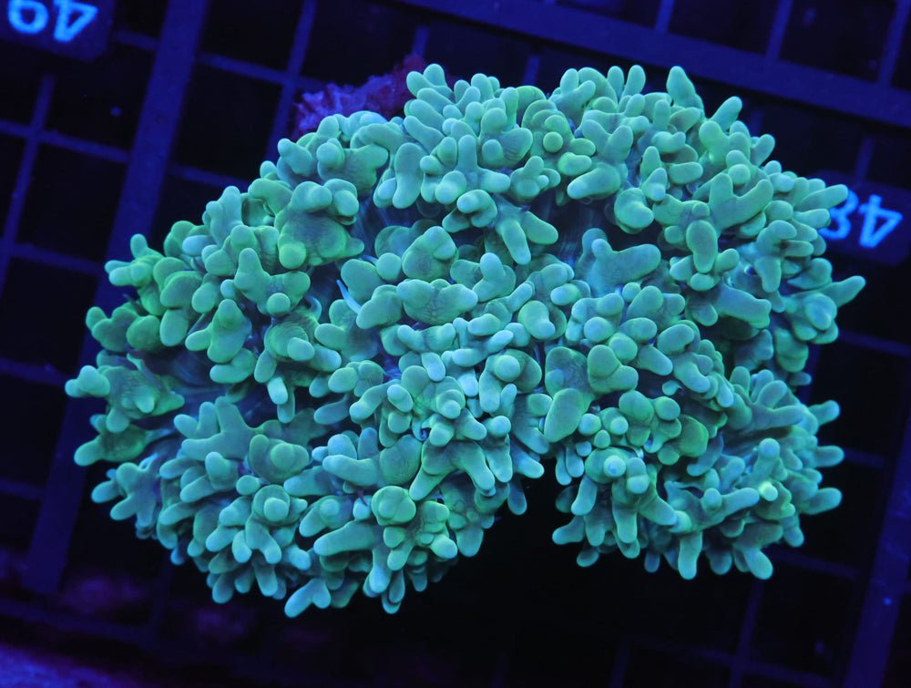 B48 -Indo Metallic Pearl Coral — Special Order [SDC-B48]