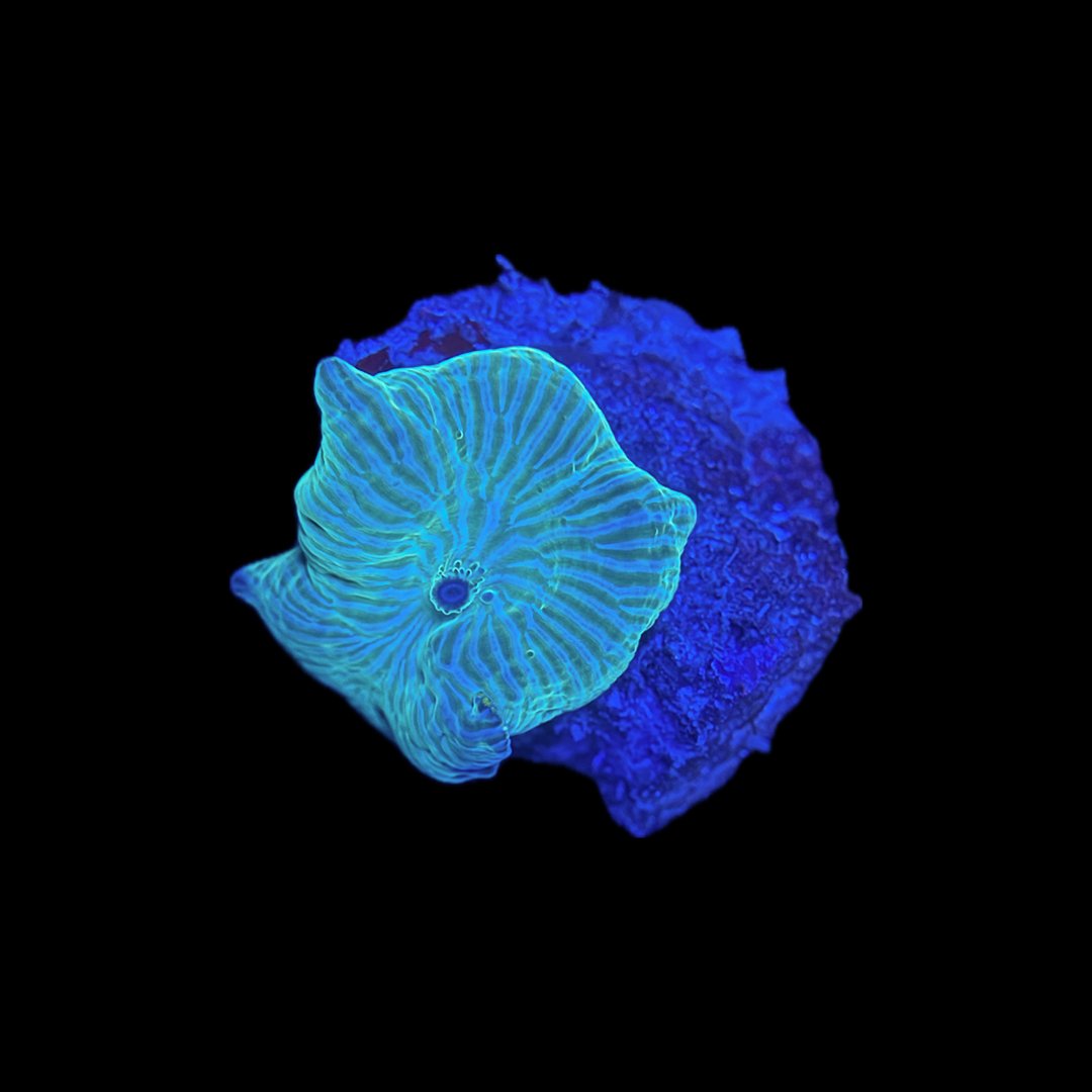 Watermelon Discosoma.jpg