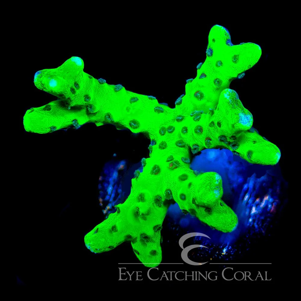 ECC Granny Smith Anacropora Frag — Special Order [AC1055]