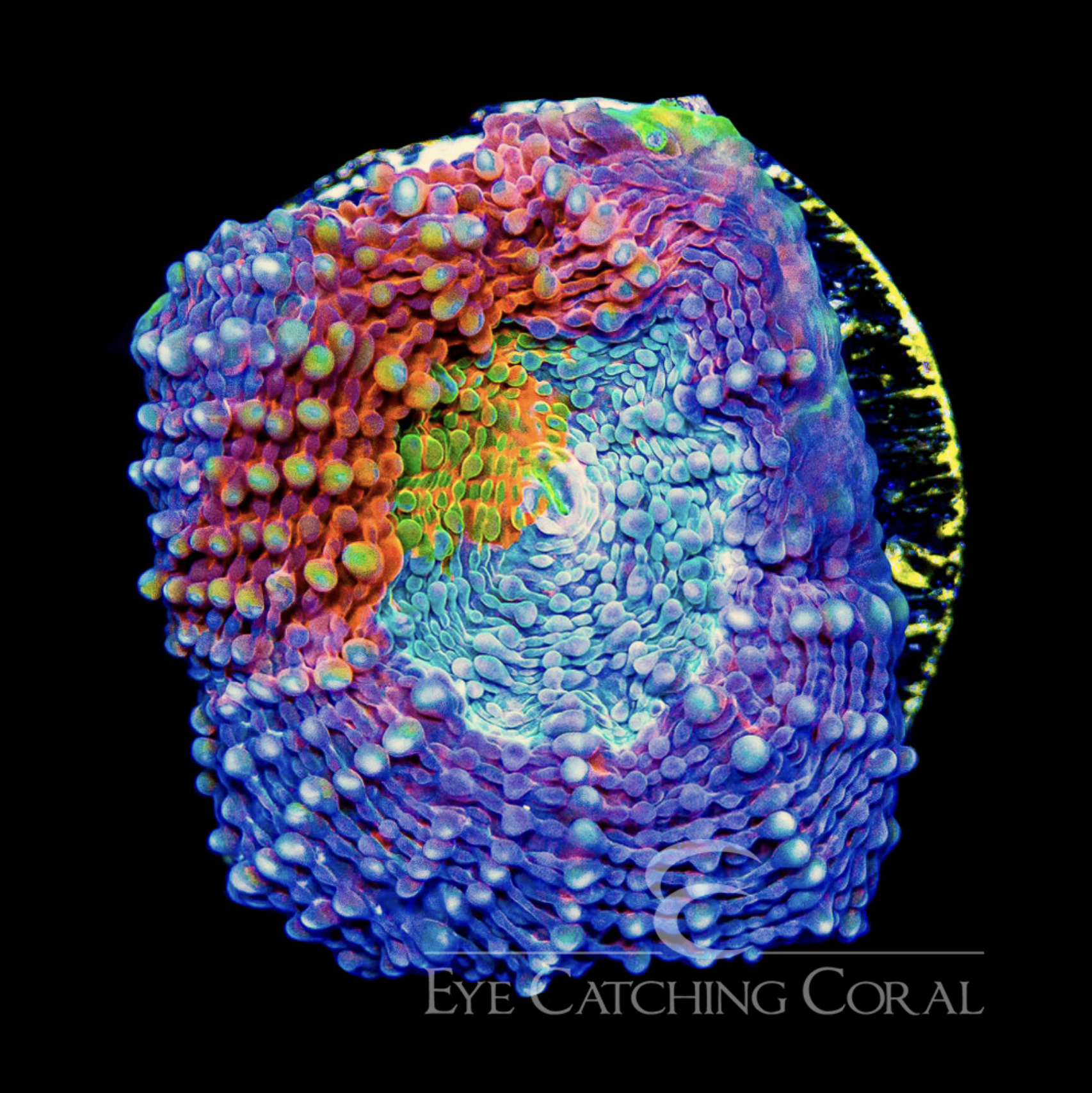 Wonderland Acan Echinata Frag